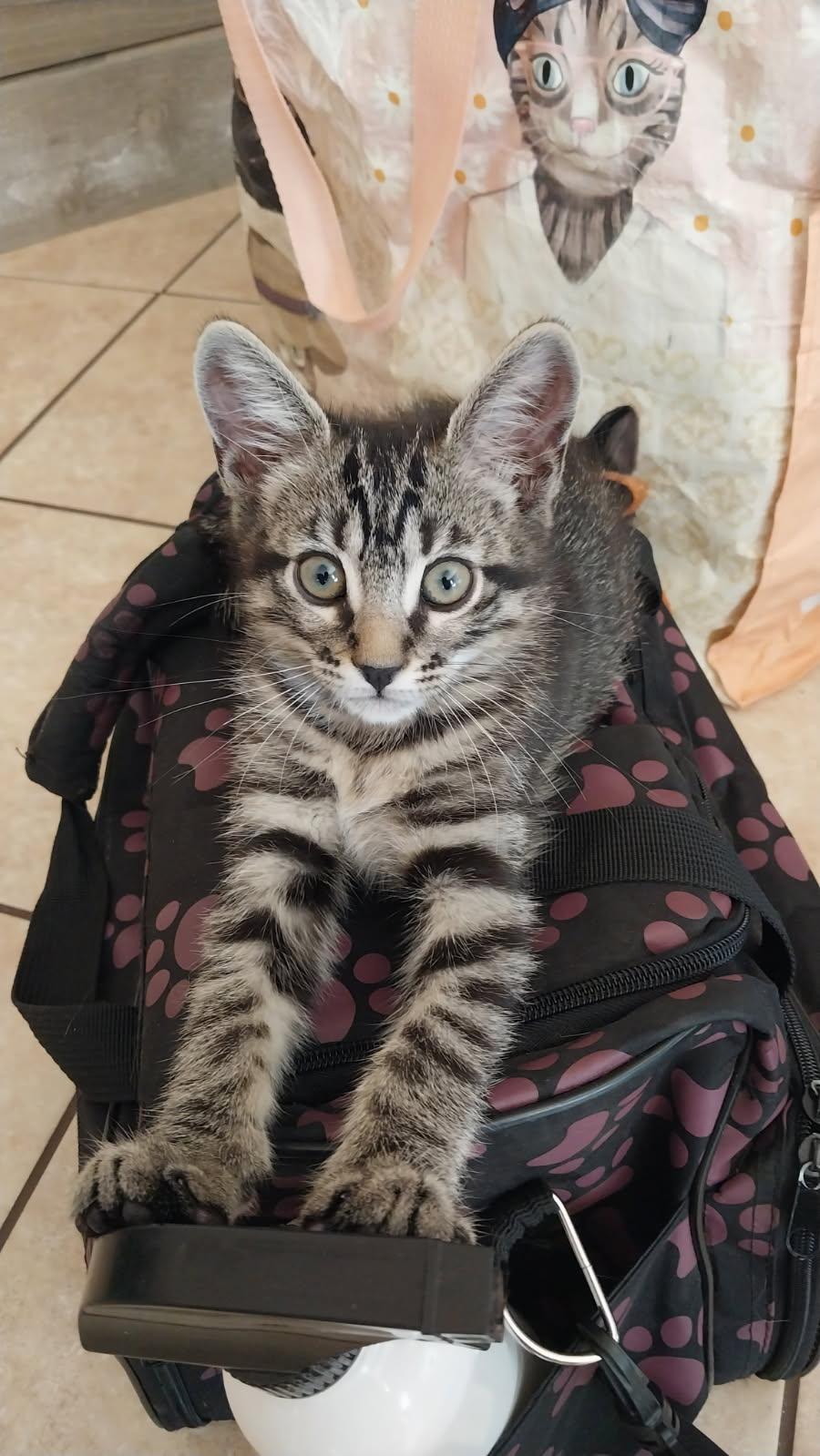 Tony, Baby Male Domestic Medium Hair