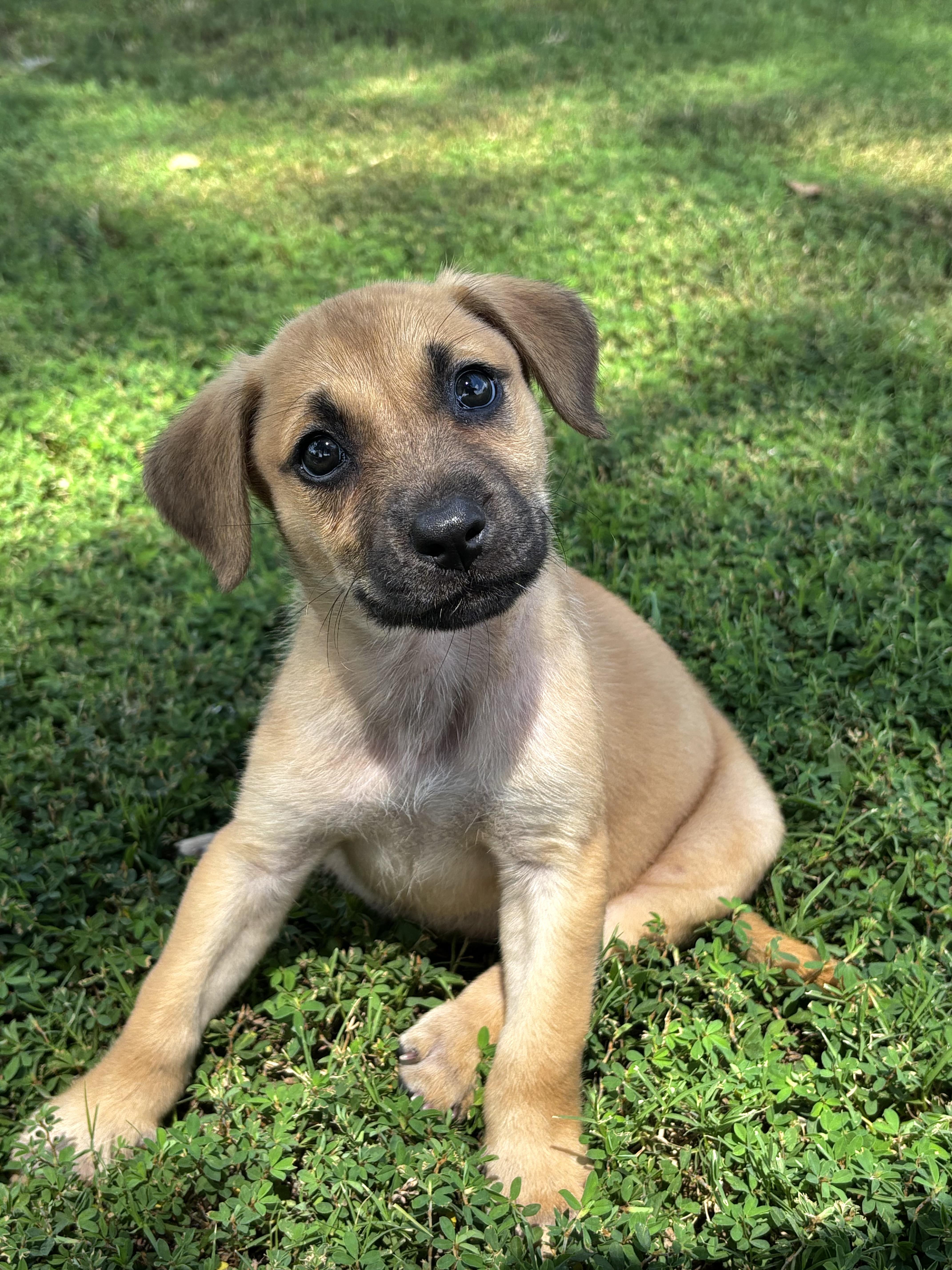 Enlarge Willow, an adoptable mixed breed in Collierville, TN image 4/6