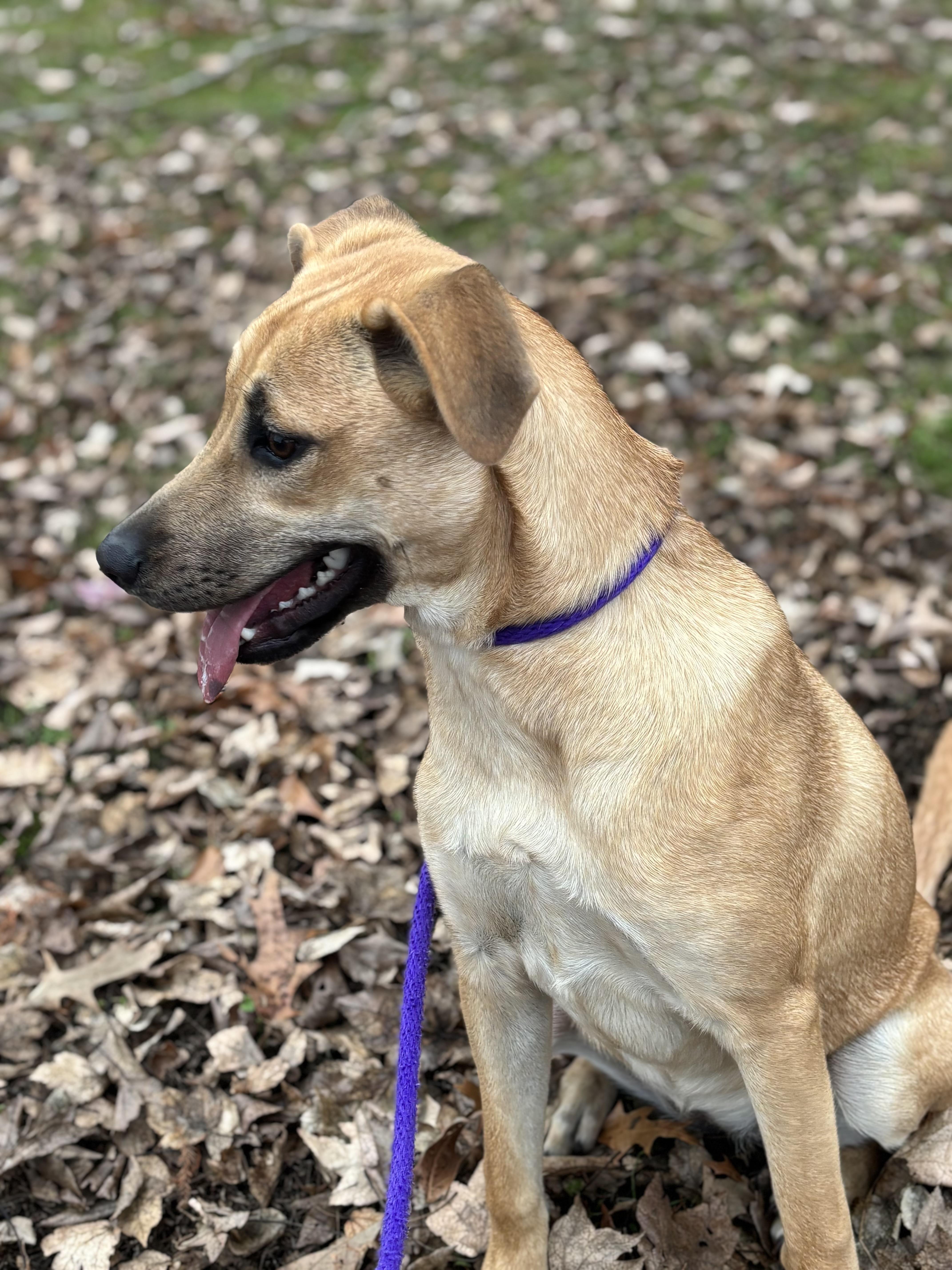 Enlarge Willow, an adoptable mixed breed in Collierville, TN image 2/6