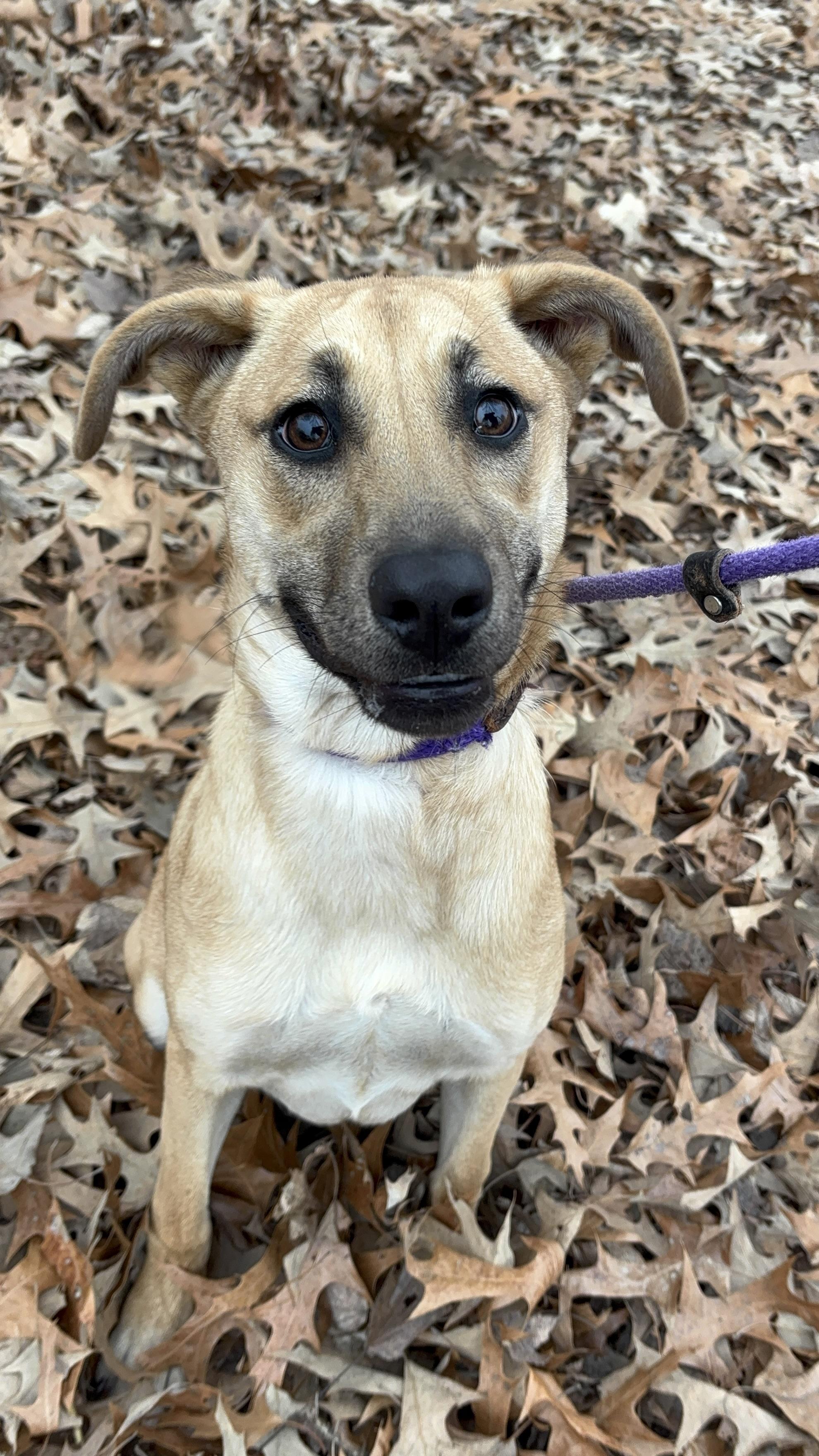 Enlarge Willow, an adoptable mixed breed in Collierville, TN image 3/6