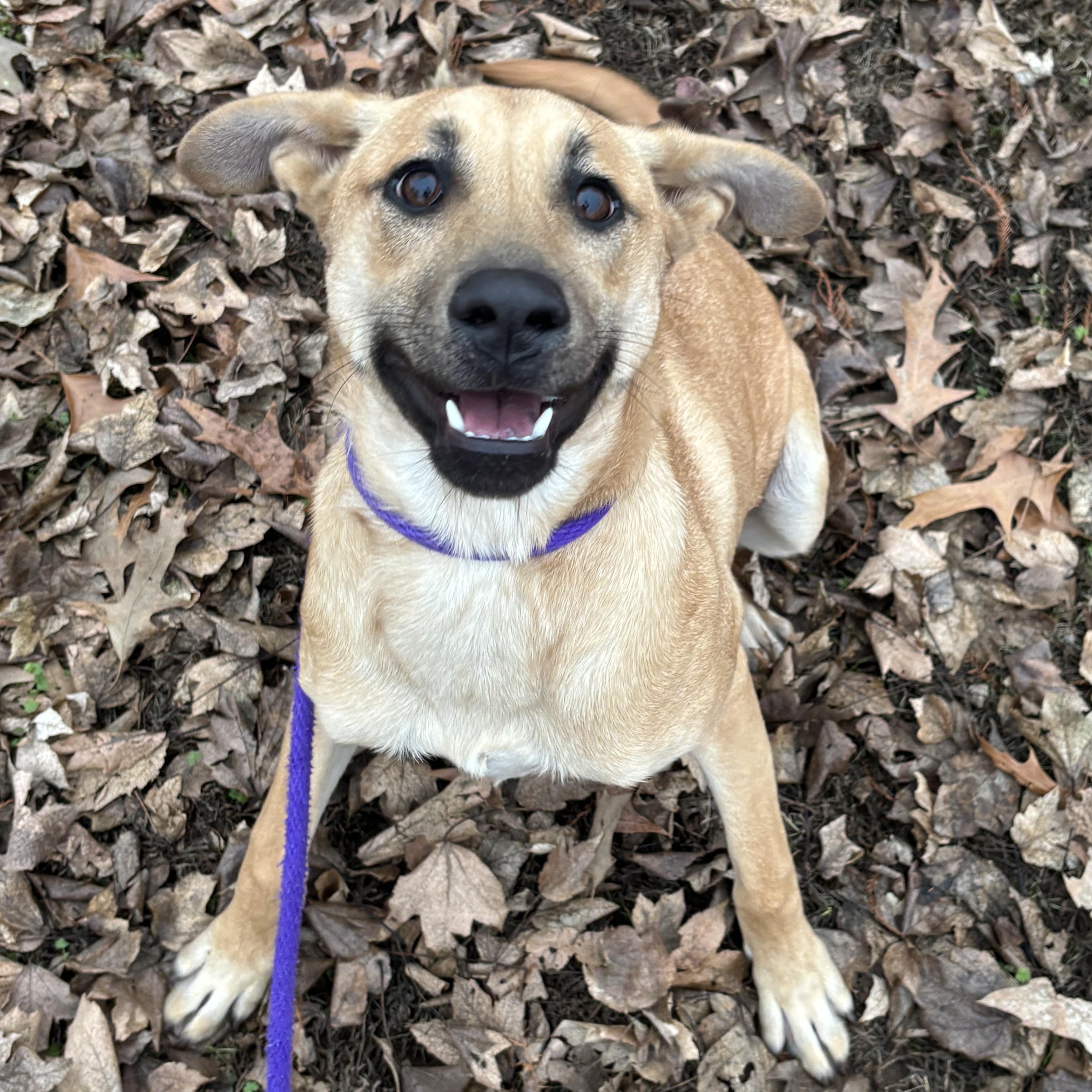 Enlarge Willow, an adoptable mixed breed in Collierville, TN image 1/6