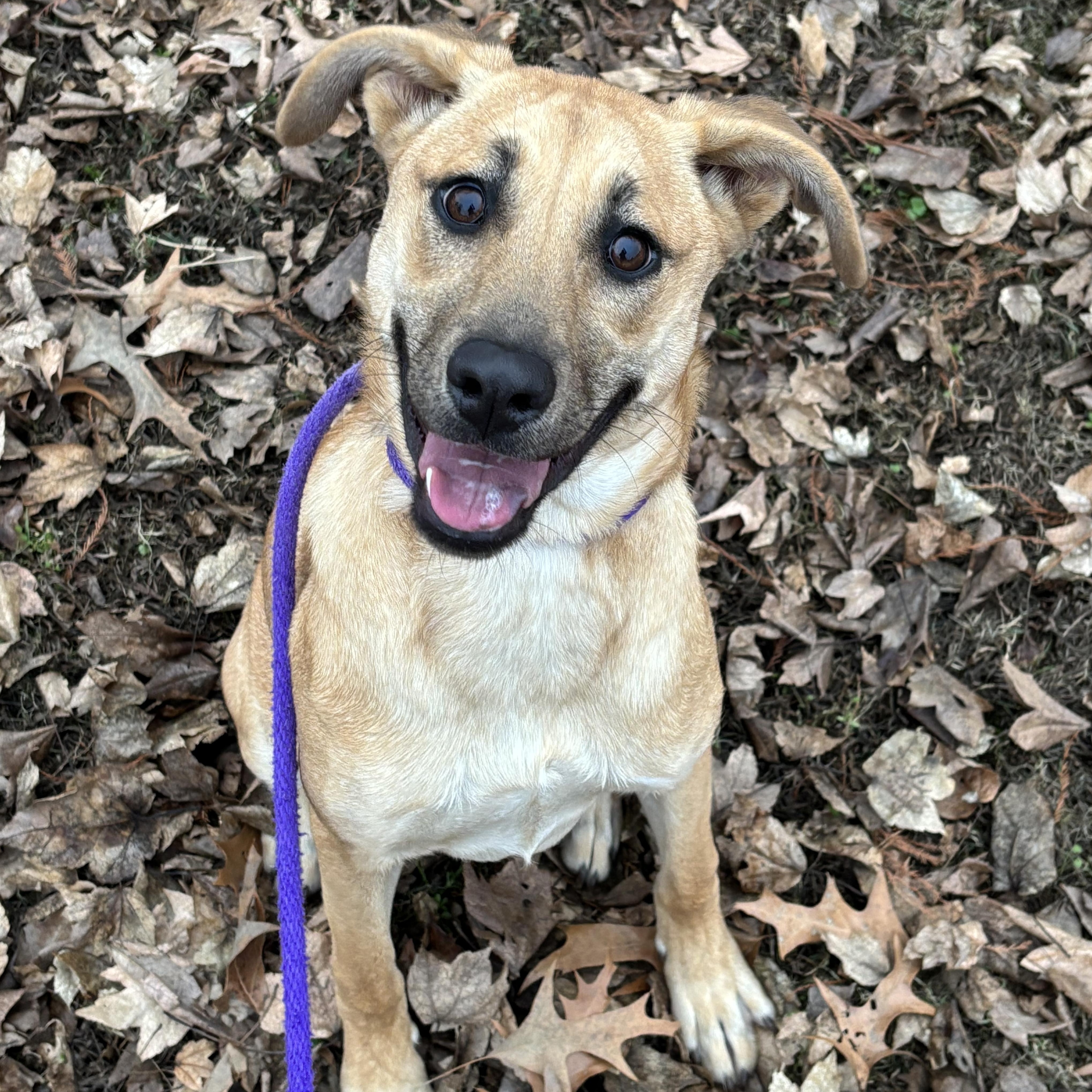 Enlarge Willow, an adoptable mixed breed in Collierville, TN image 5/6