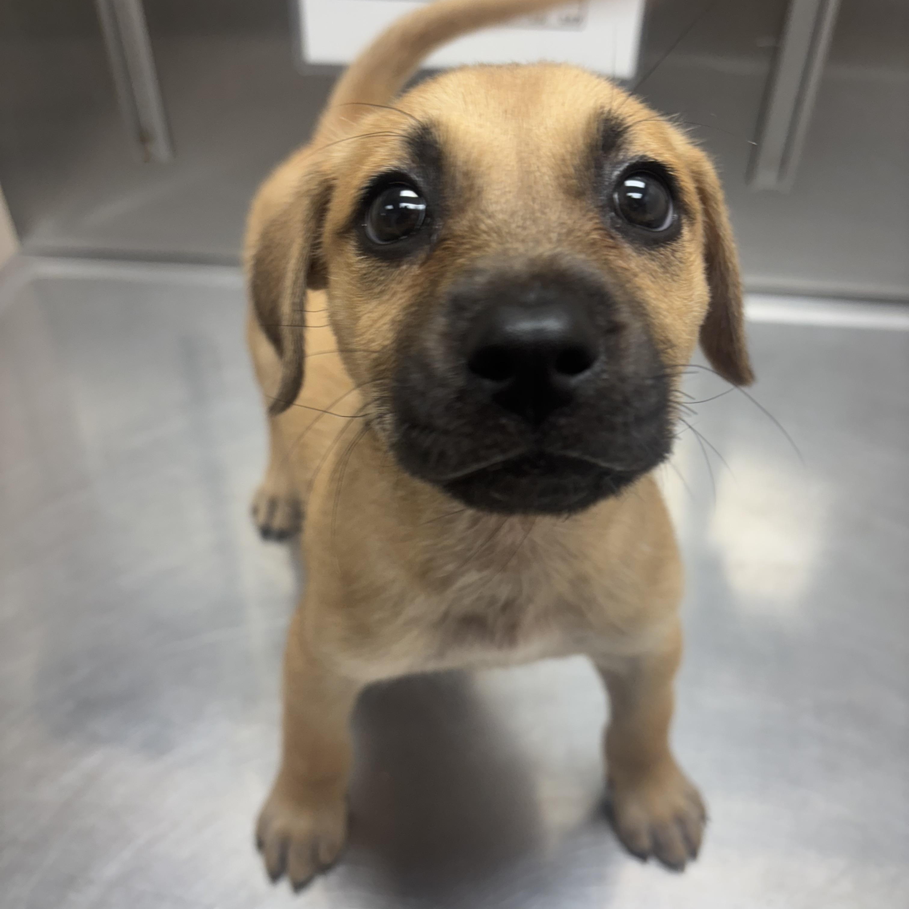 Enlarge Willow, an adoptable mixed breed in Collierville, TN image 6/6