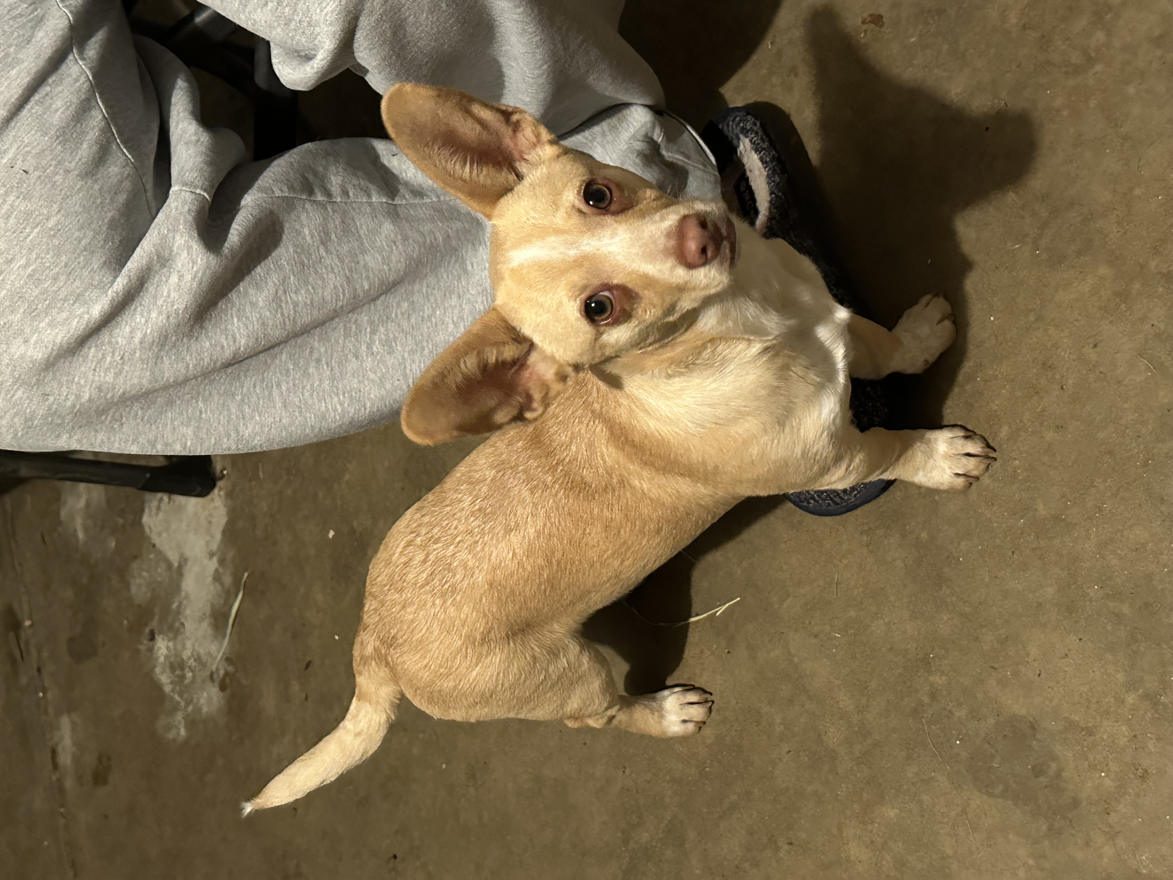 Enlarge Tater, a Adopted Corgi in San Jose, CA image 1/2