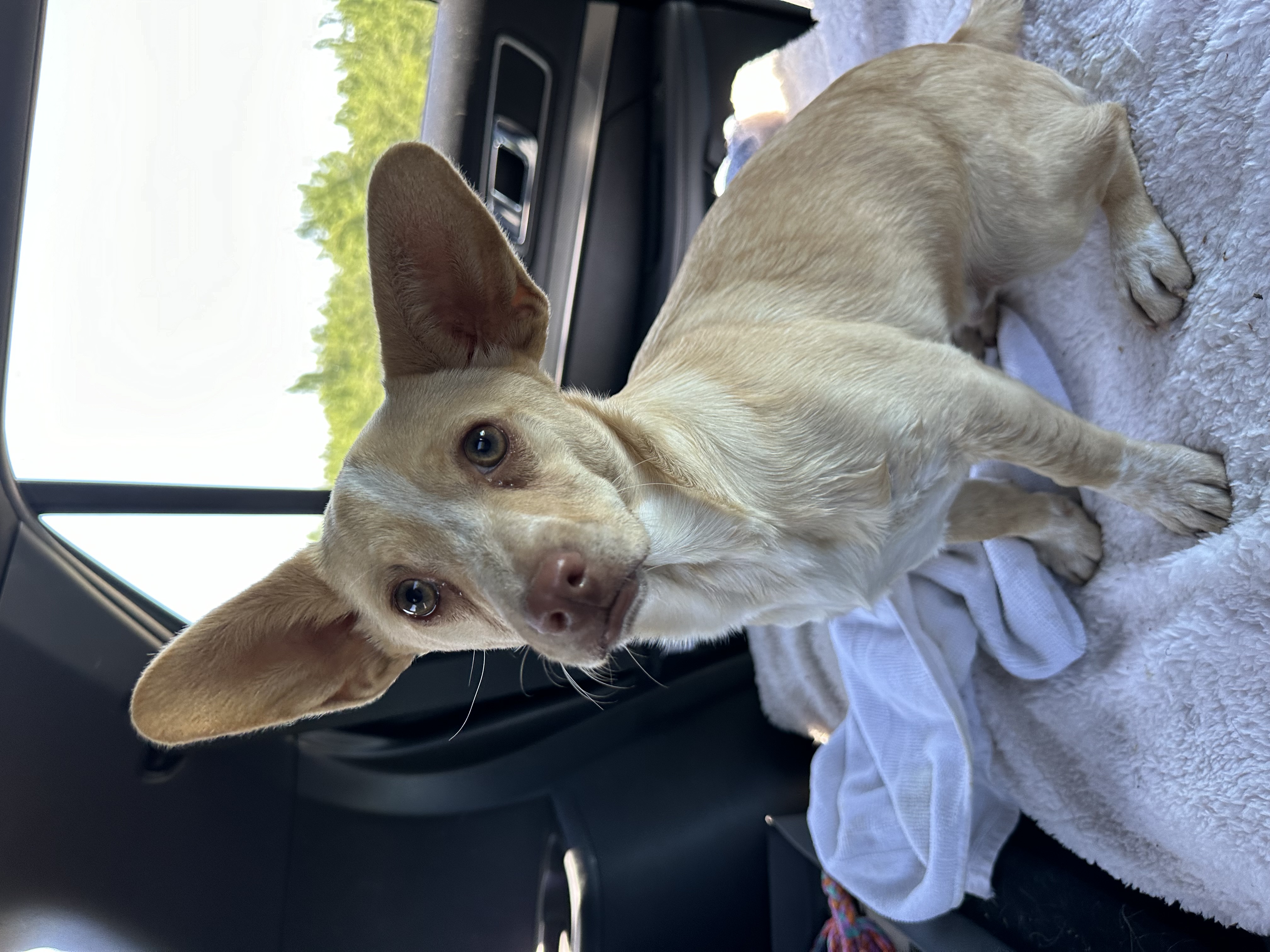 Enlarge Tater, a Adopted Corgi in San Jose, CA image 2/2