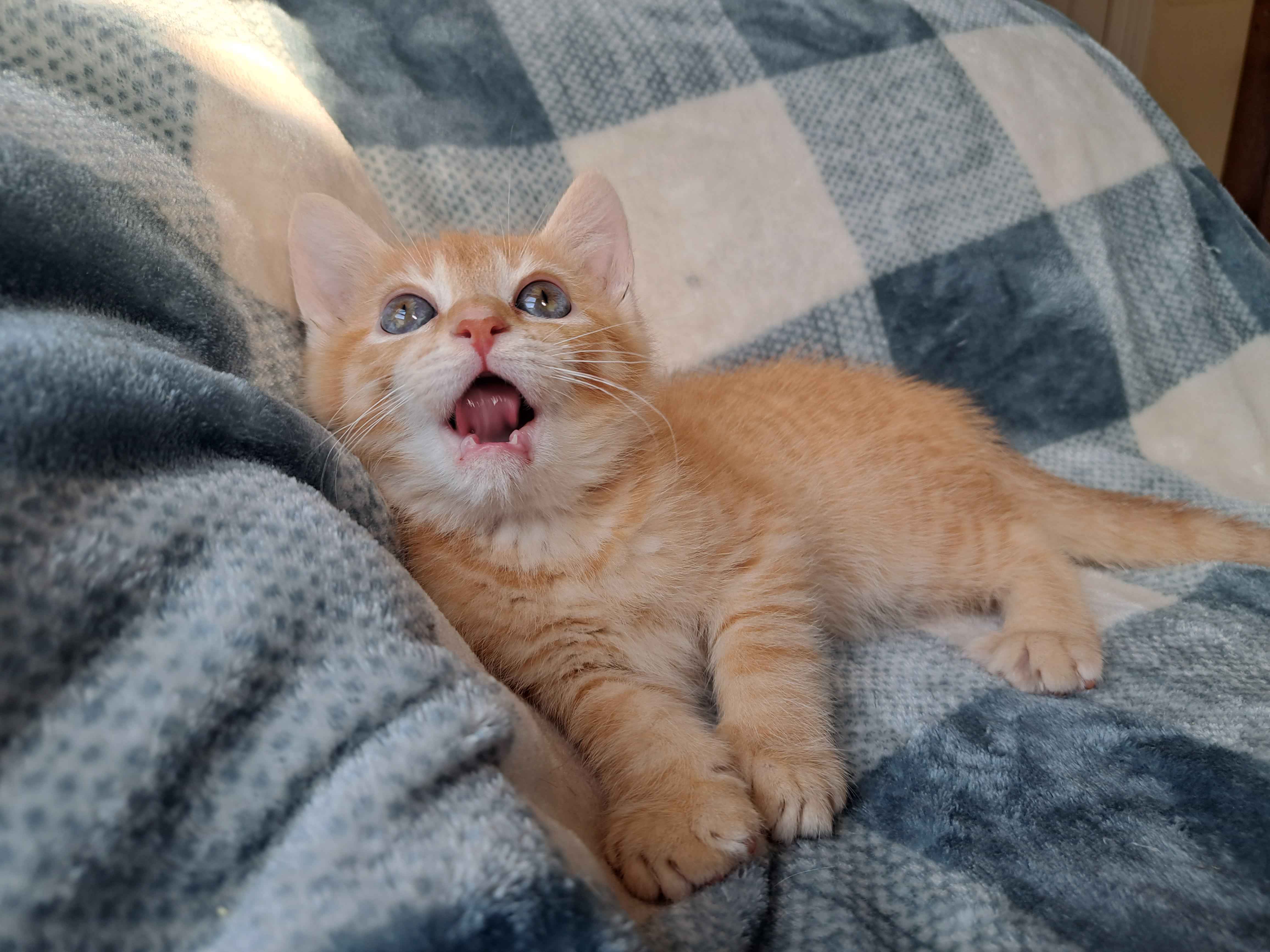 Cat for adoption Firefly, a Domestic Short Hair in Richmond, KY Petfinder