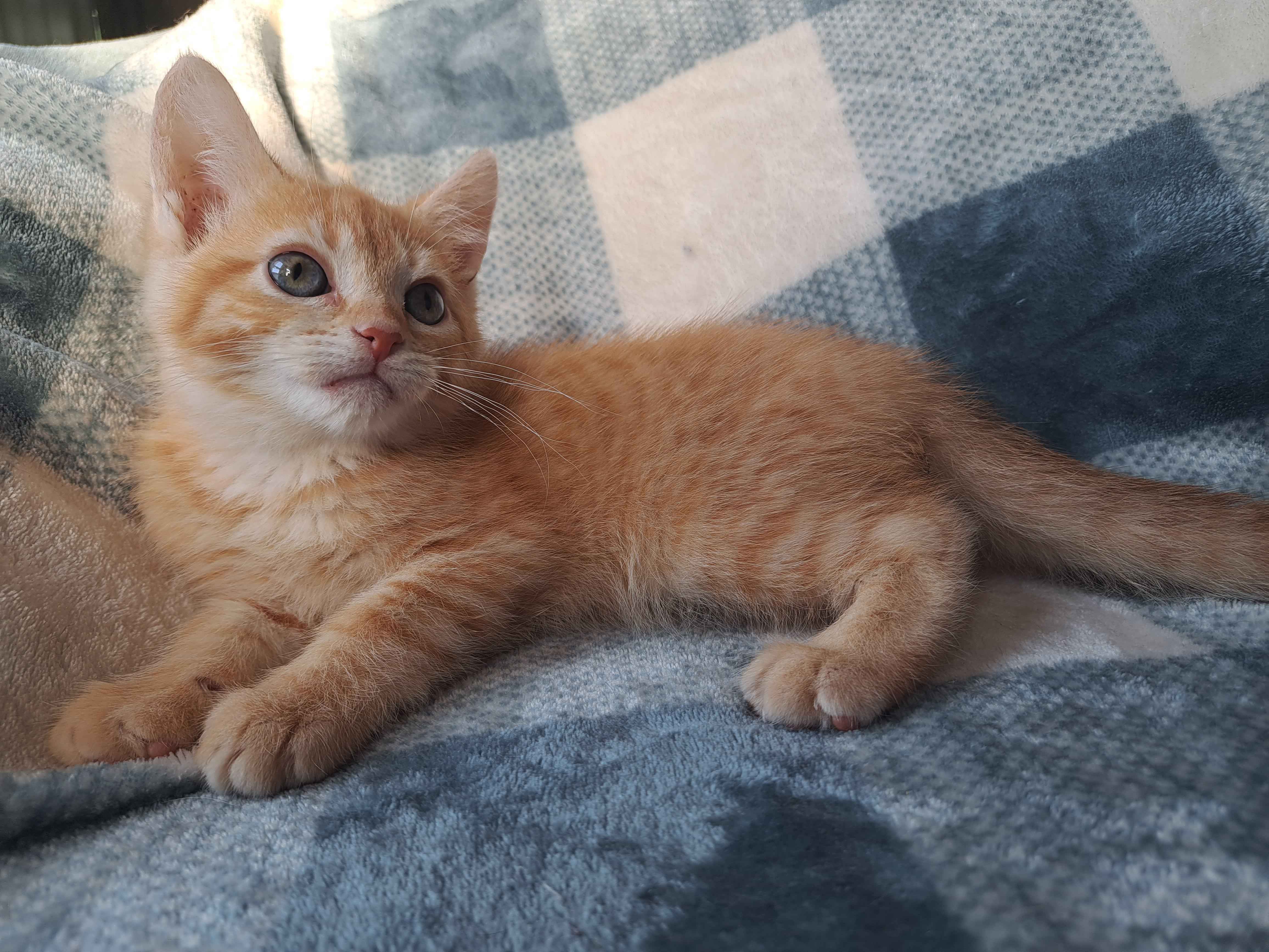 Cat for adoption Firefly, a Domestic Short Hair in Richmond, KY Petfinder