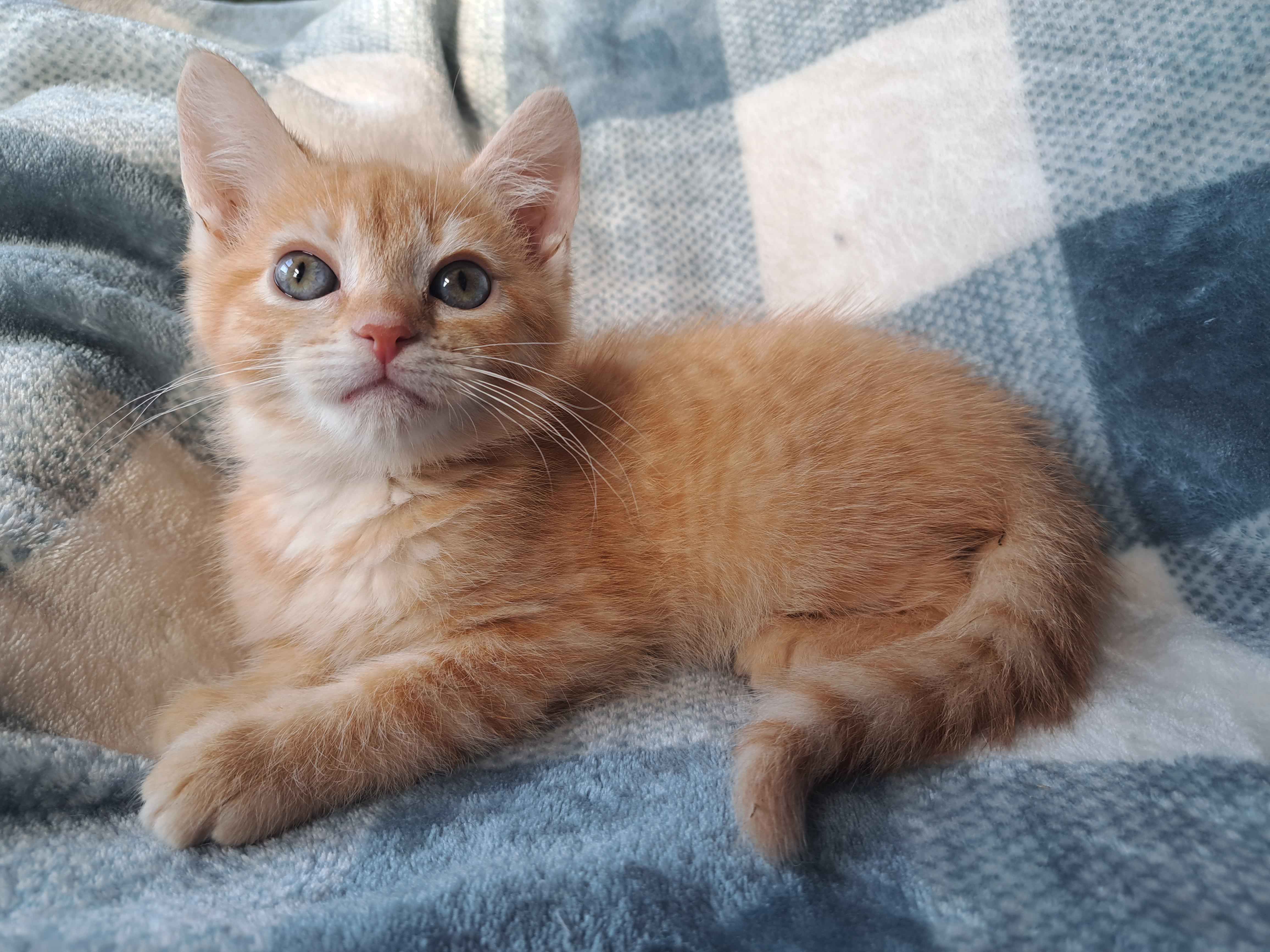 Cat for adoption Firefly, a Domestic Short Hair in Richmond, KY Petfinder