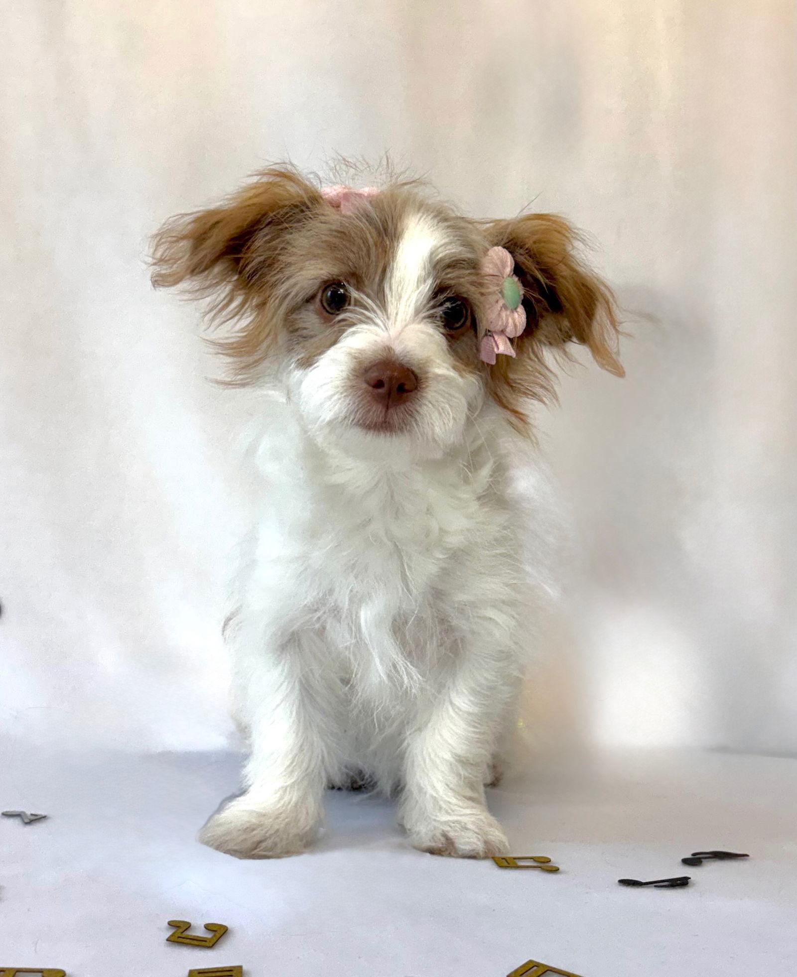 Harmony, Adopted, Puppy Female Shih Tzu & Poodle.