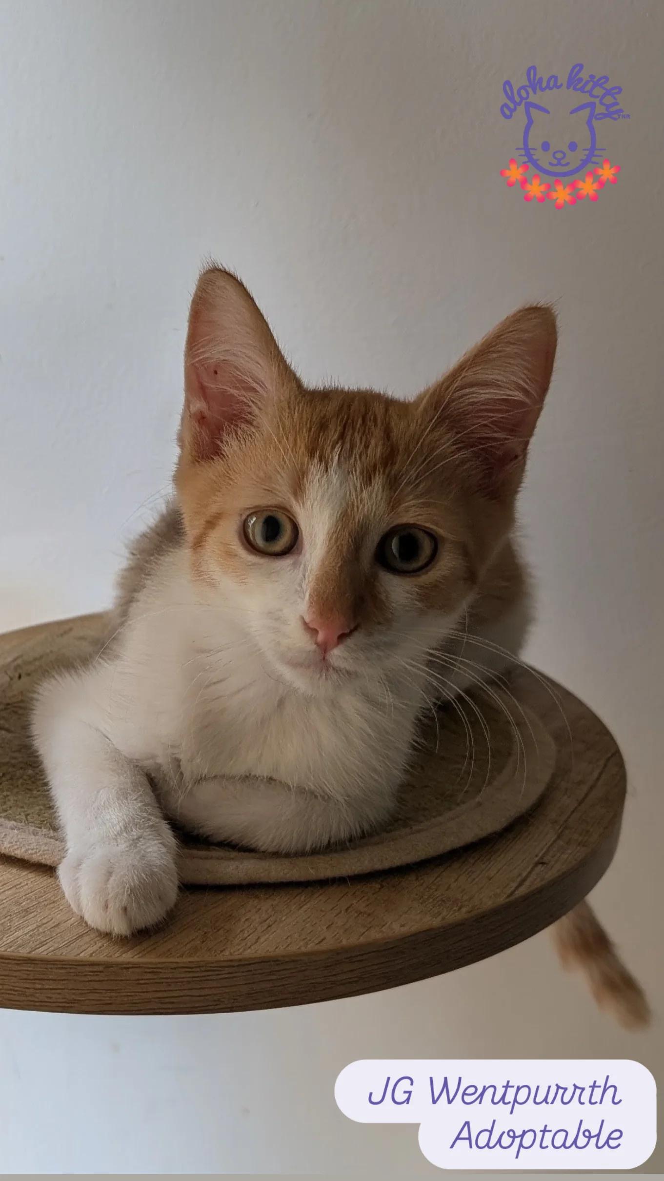 Enlarge JG Wentpurrth, a Adoptable Domestic Short Hair in Honolulu, HI image 1/1