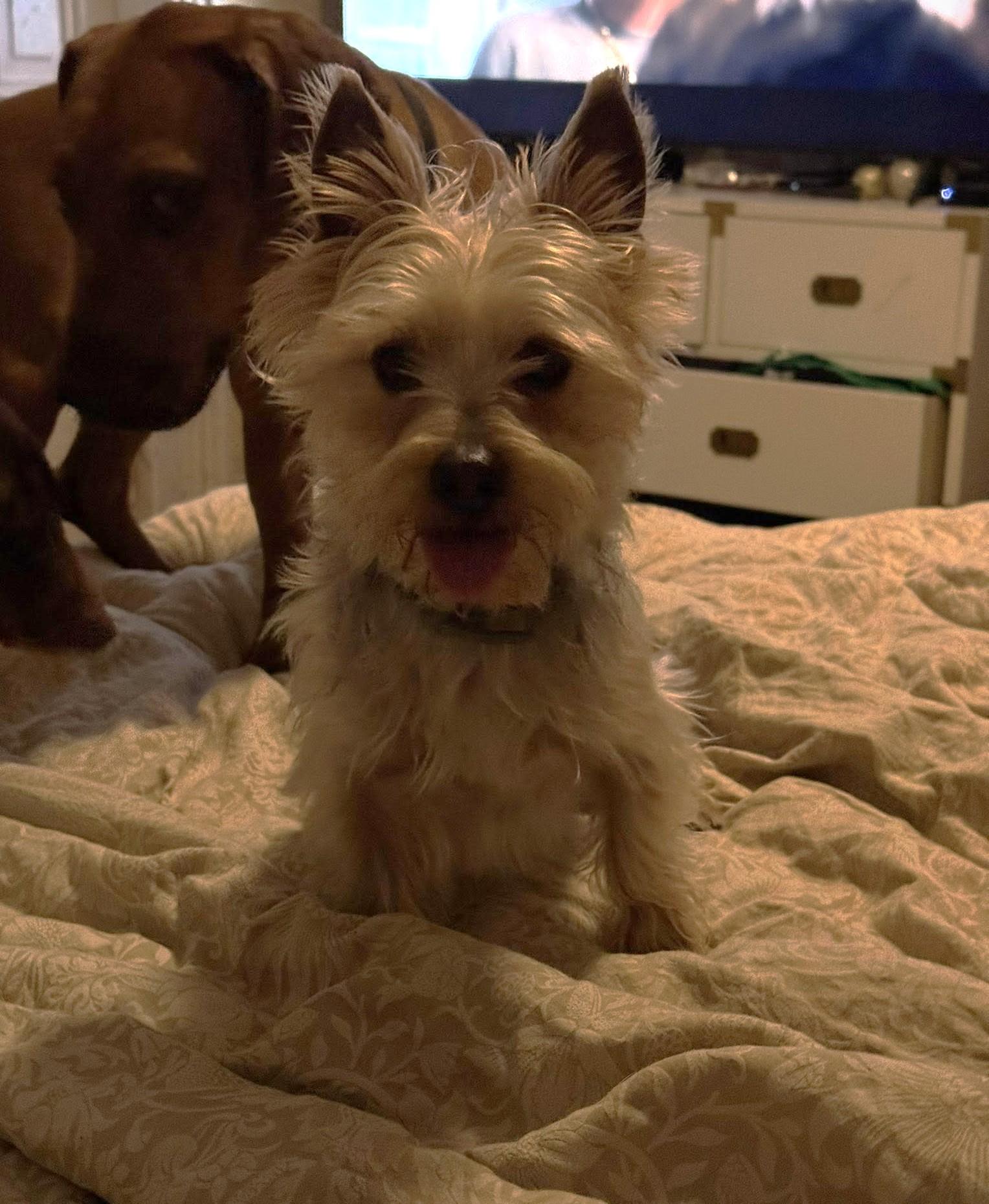 Enlarge Scout, an adopted Silky Terrier in Allentown, PA image 2/4