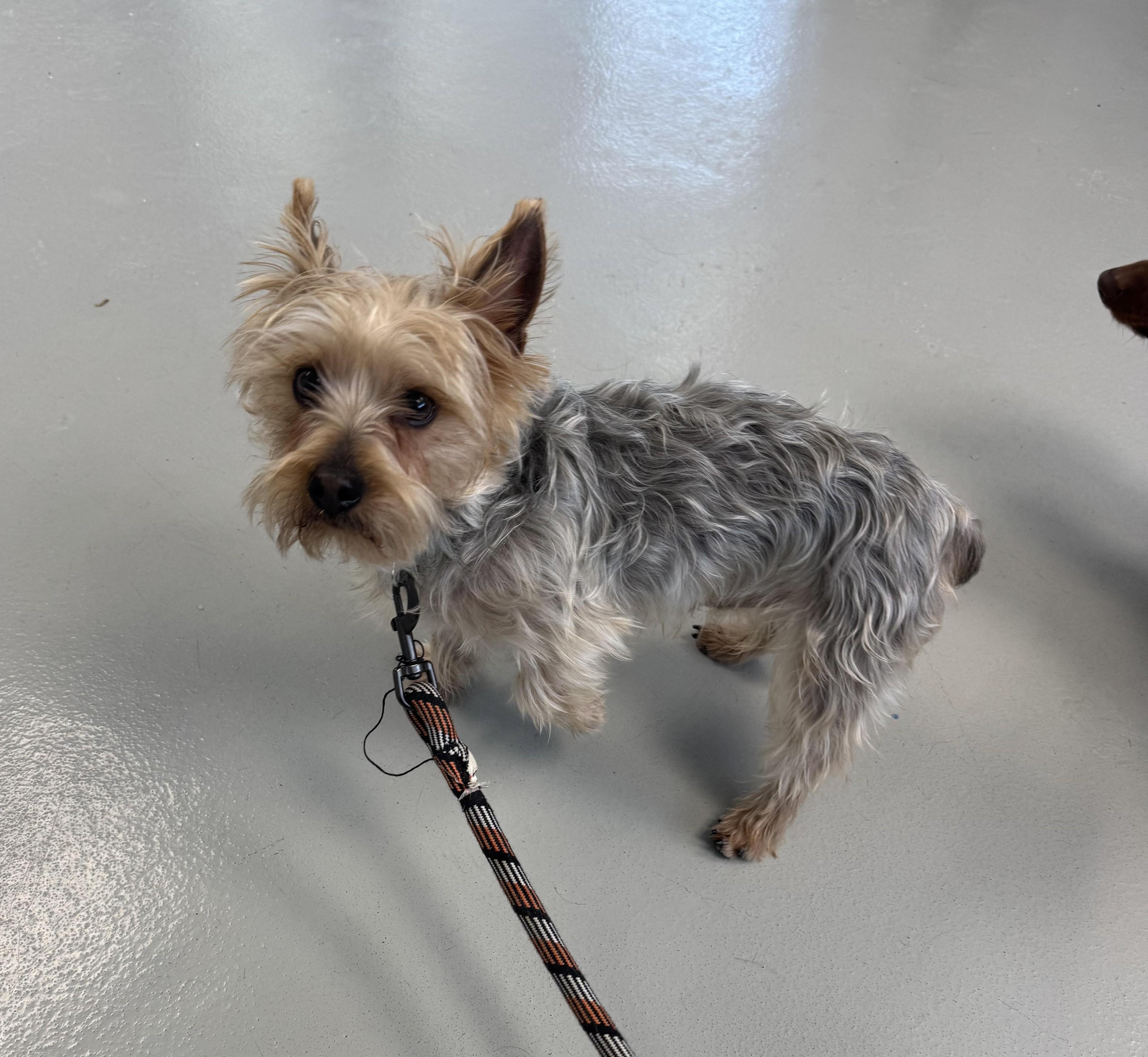 Scout, adopted, Young Male Silky Terrier.