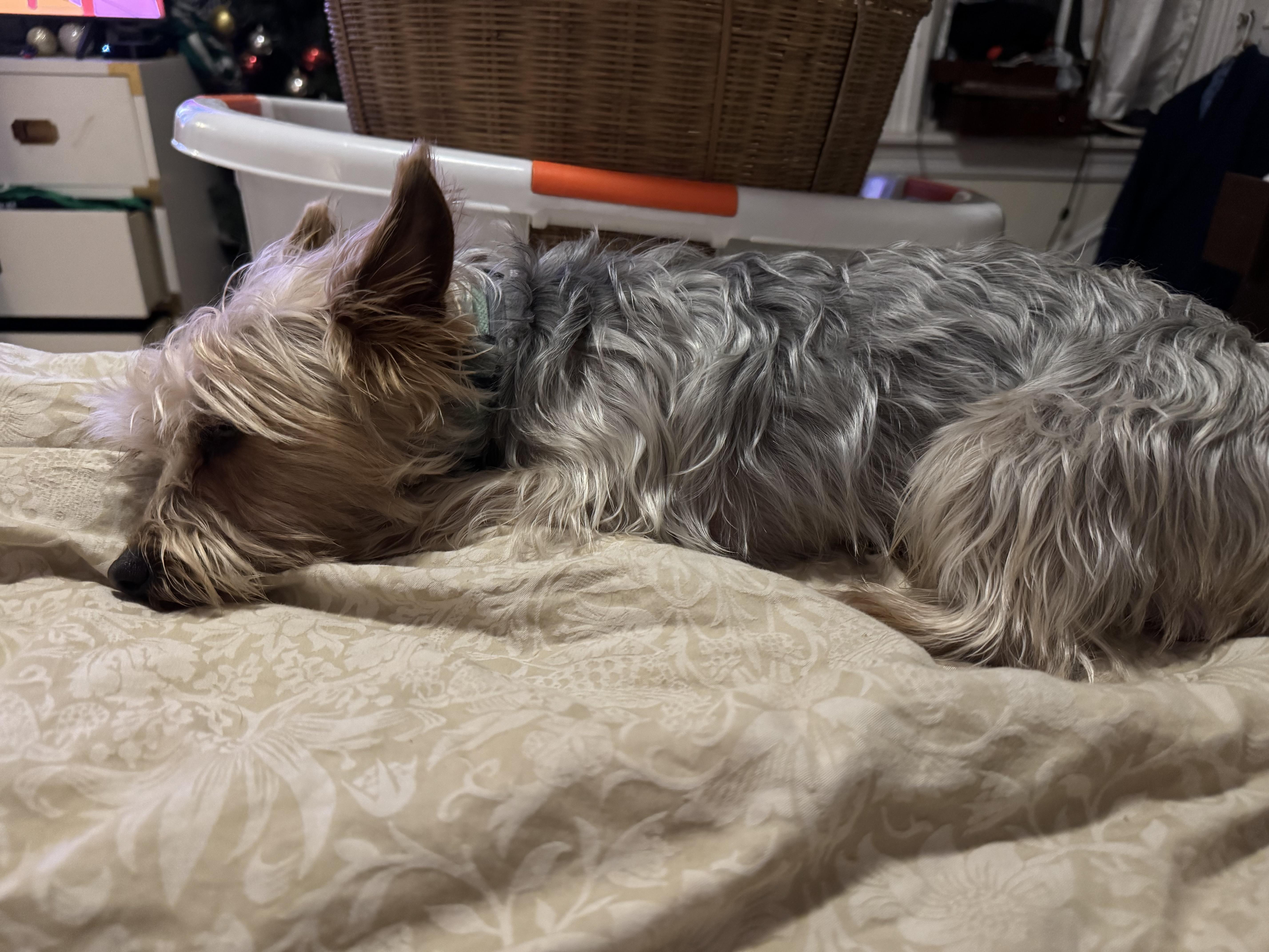 Enlarge Scout, an adopted Silky Terrier in Allentown, PA image 3/4