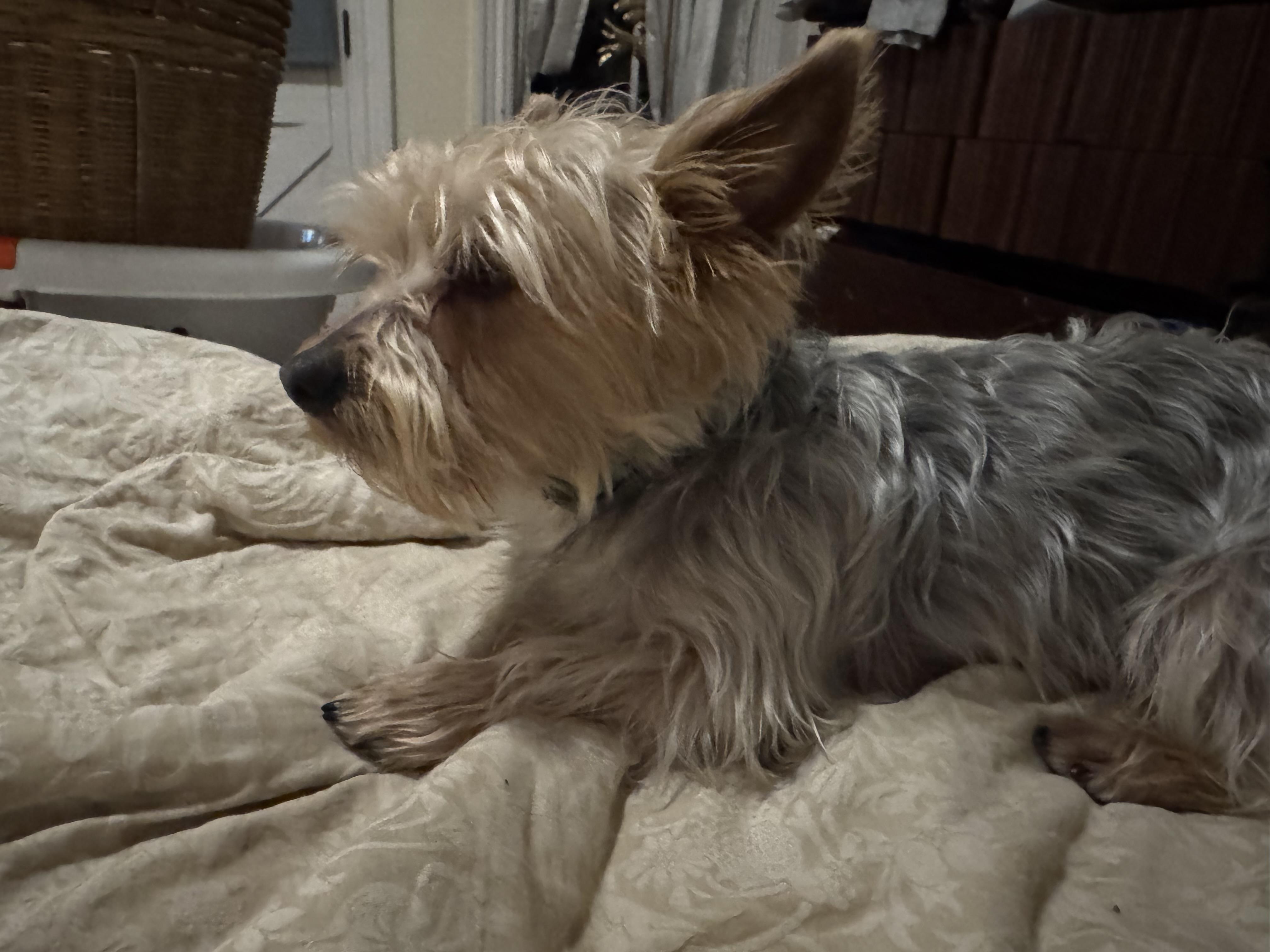 Enlarge Scout, an adopted Silky Terrier in Allentown, PA image 4/4