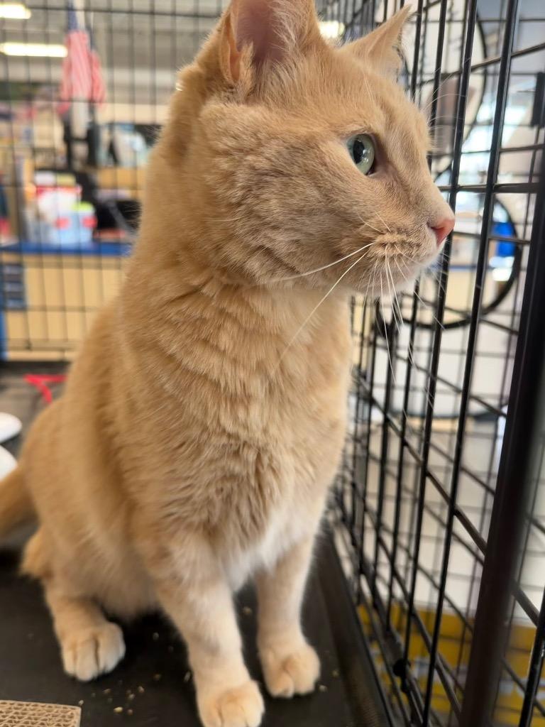 Simba, Adoptable, Adult Male Domestic Short Hair.