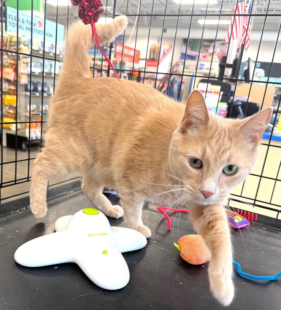 Enlarge Simba, a Adoptable mixed breed in Fort Oglethorpe, GA image 2/4