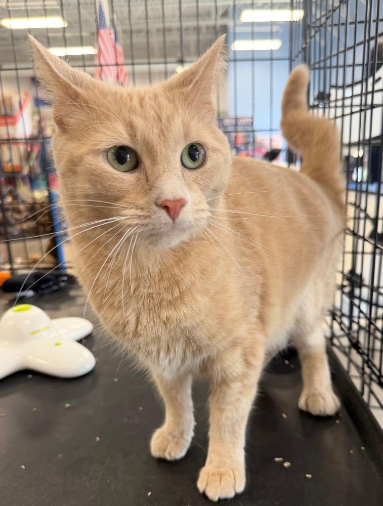 Enlarge Simba, a Adoptable mixed breed in Fort Oglethorpe, GA image 3/4
