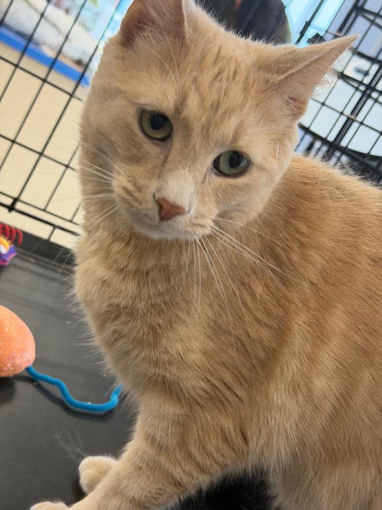 Enlarge Simba, a Adoptable mixed breed in Fort Oglethorpe, GA image 4/4