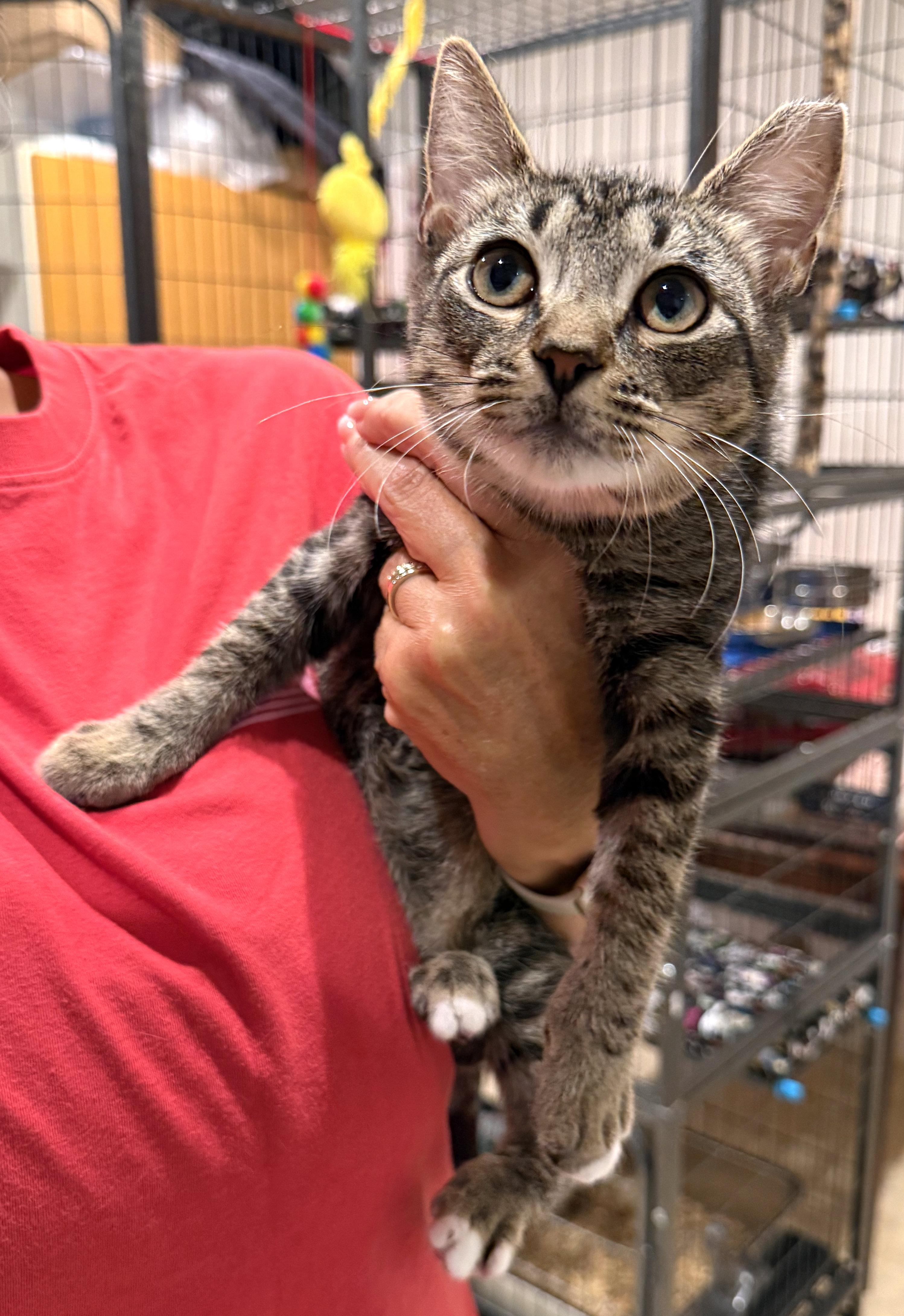 Lily, an adoptable Tabby in Hilton Head Island, SC image 3/5
