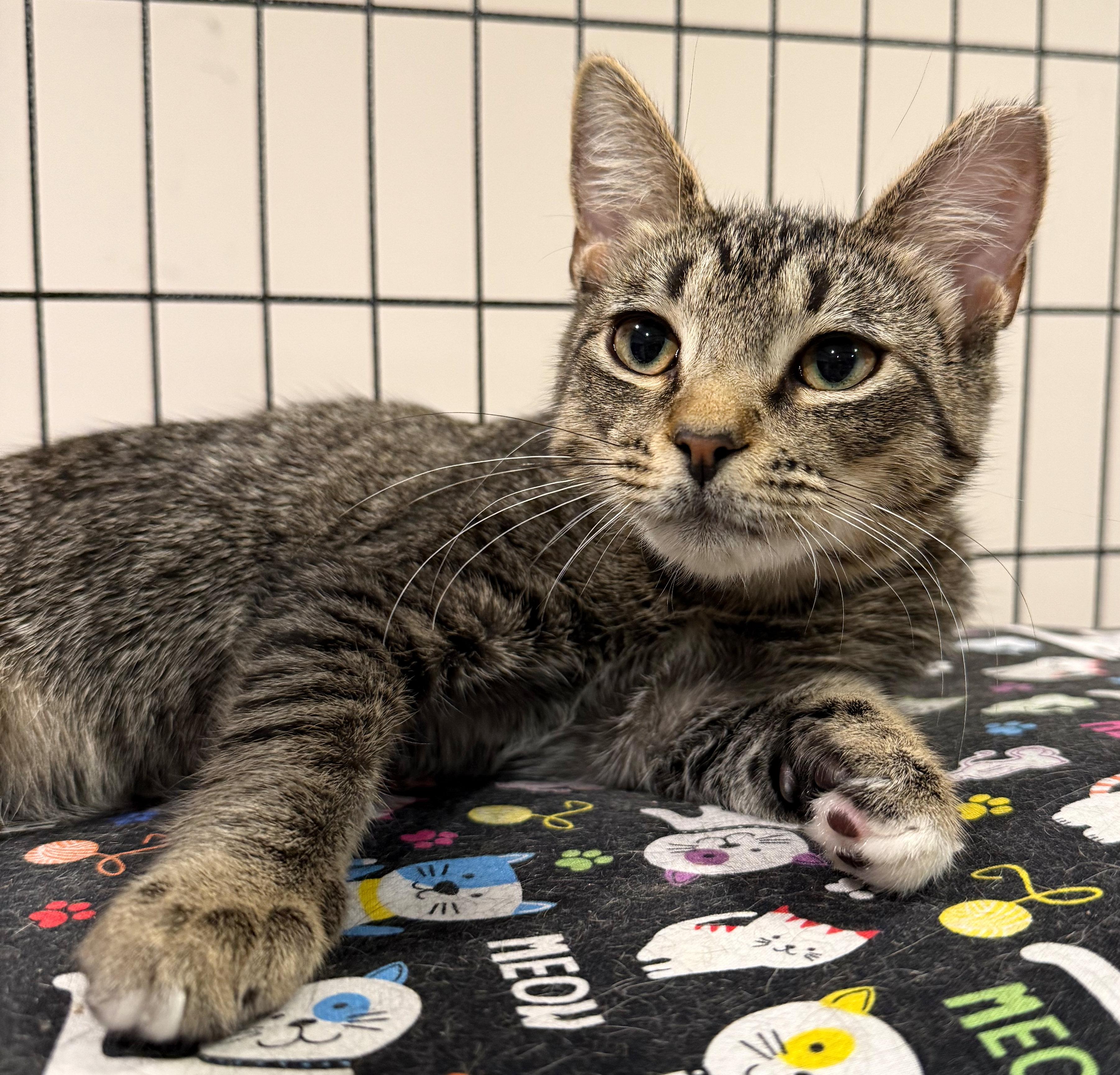 Lily, an adoptable Tabby in Hilton Head Island, SC image 2/5