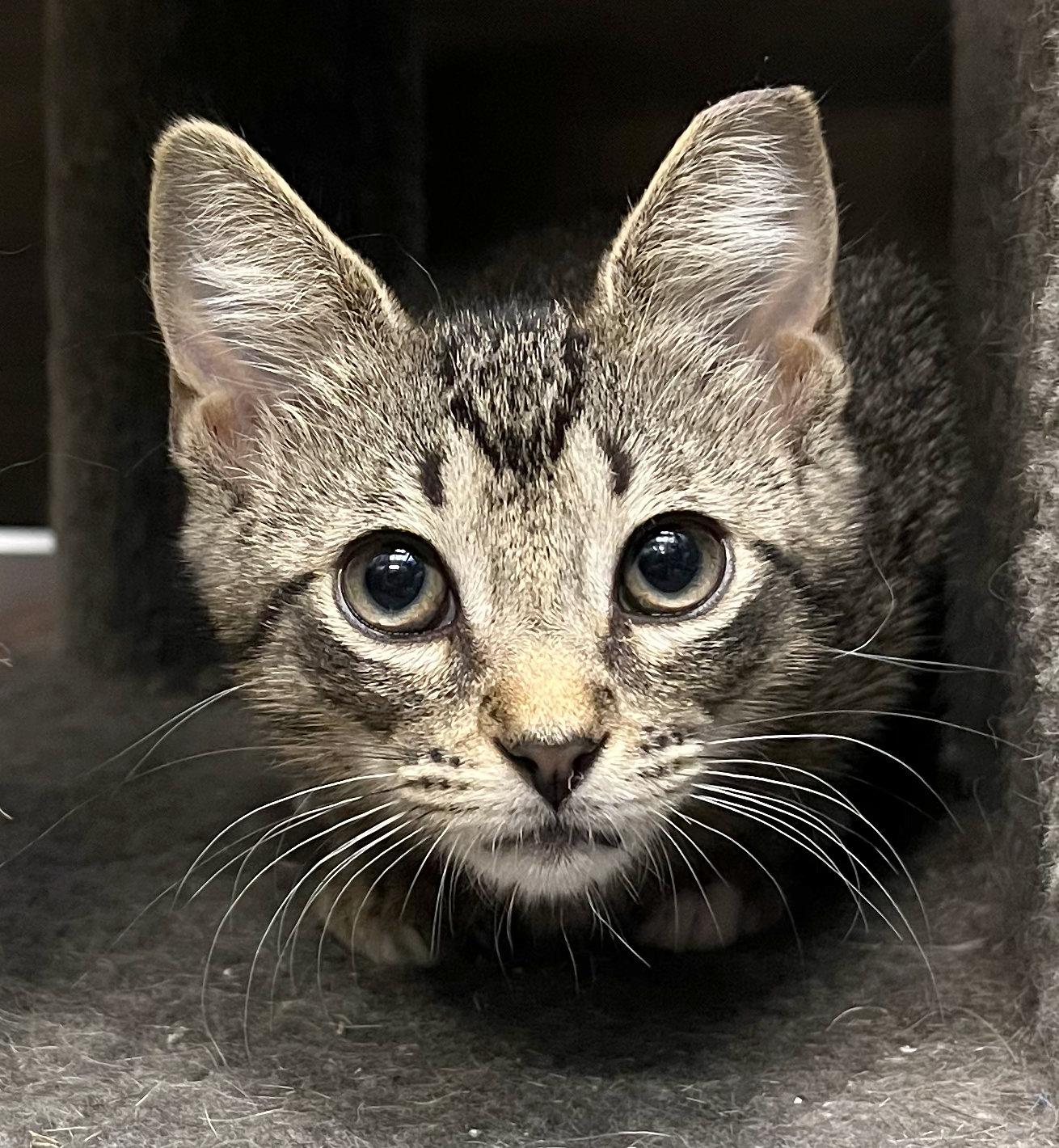 Lily, an adoptable Tabby in Hilton Head Island, SC image 4/5