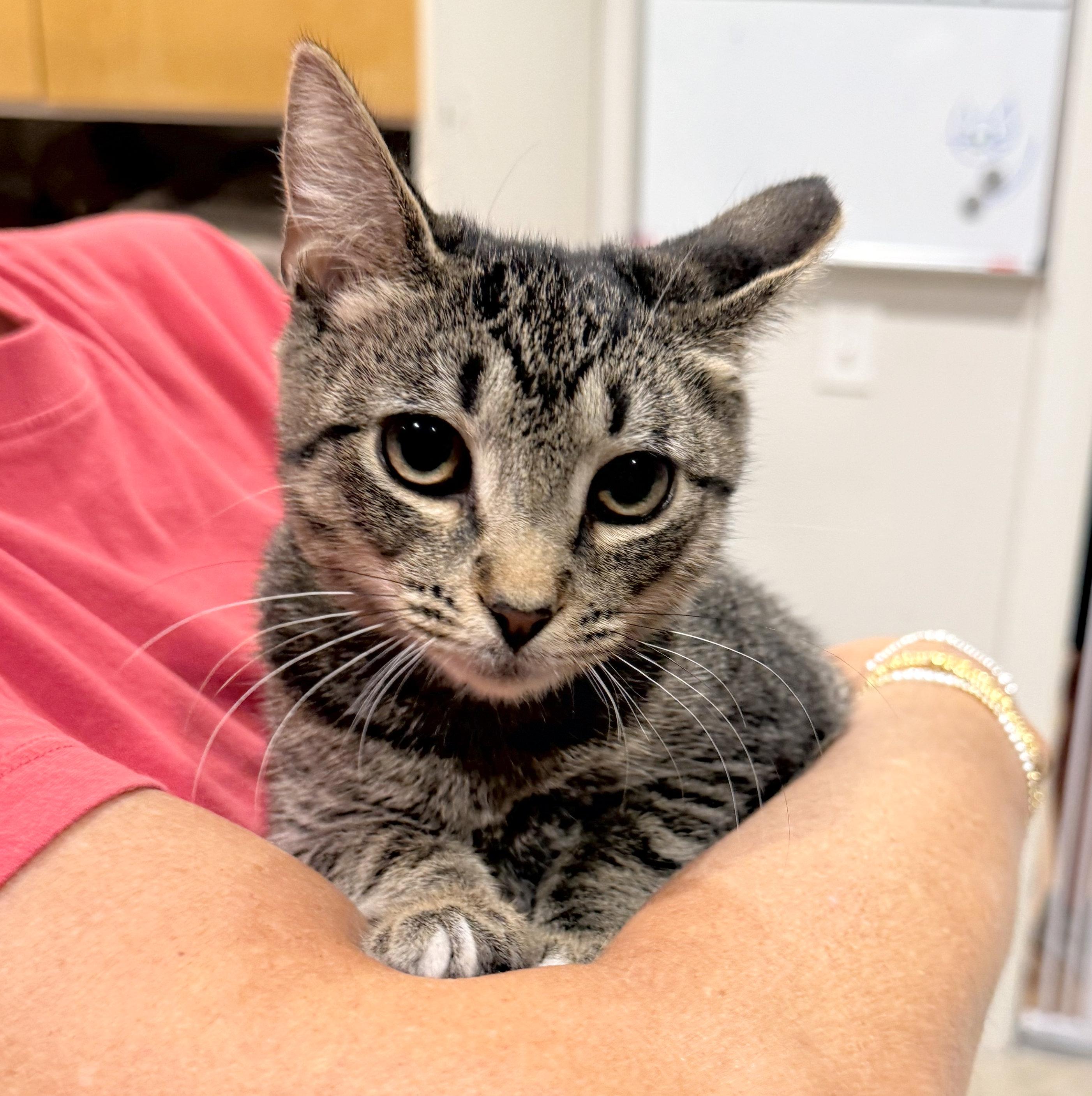 Lily, adoptable, Kitten Female Tabby.