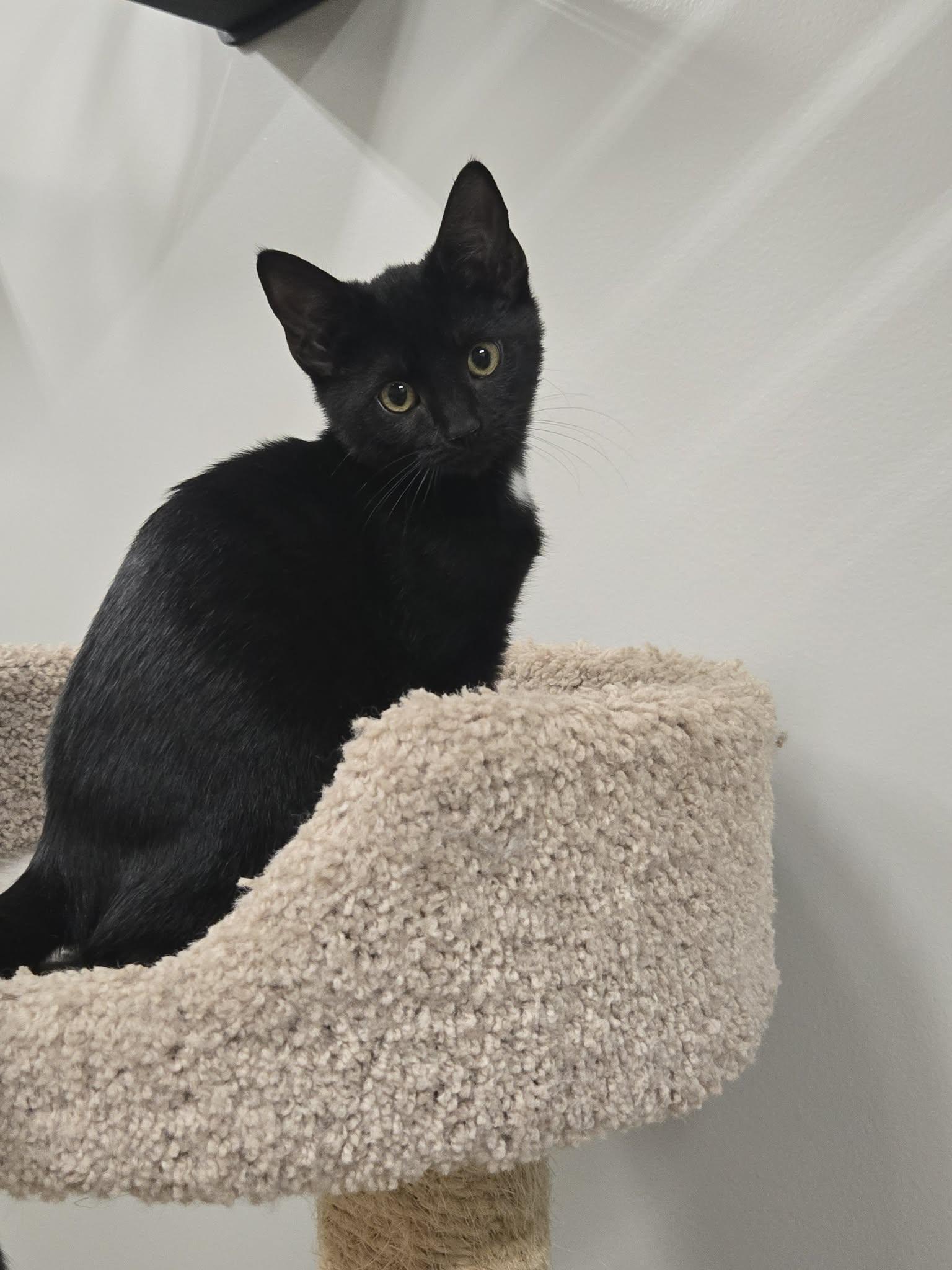 Enlarge Sometimes, a Adopted Domestic Short Hair in Richmond, KY image 4/4