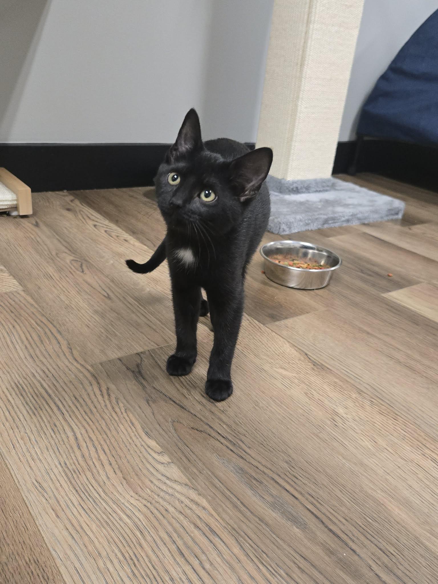 Sometimes, Adopted, Young Female Domestic Short Hair.