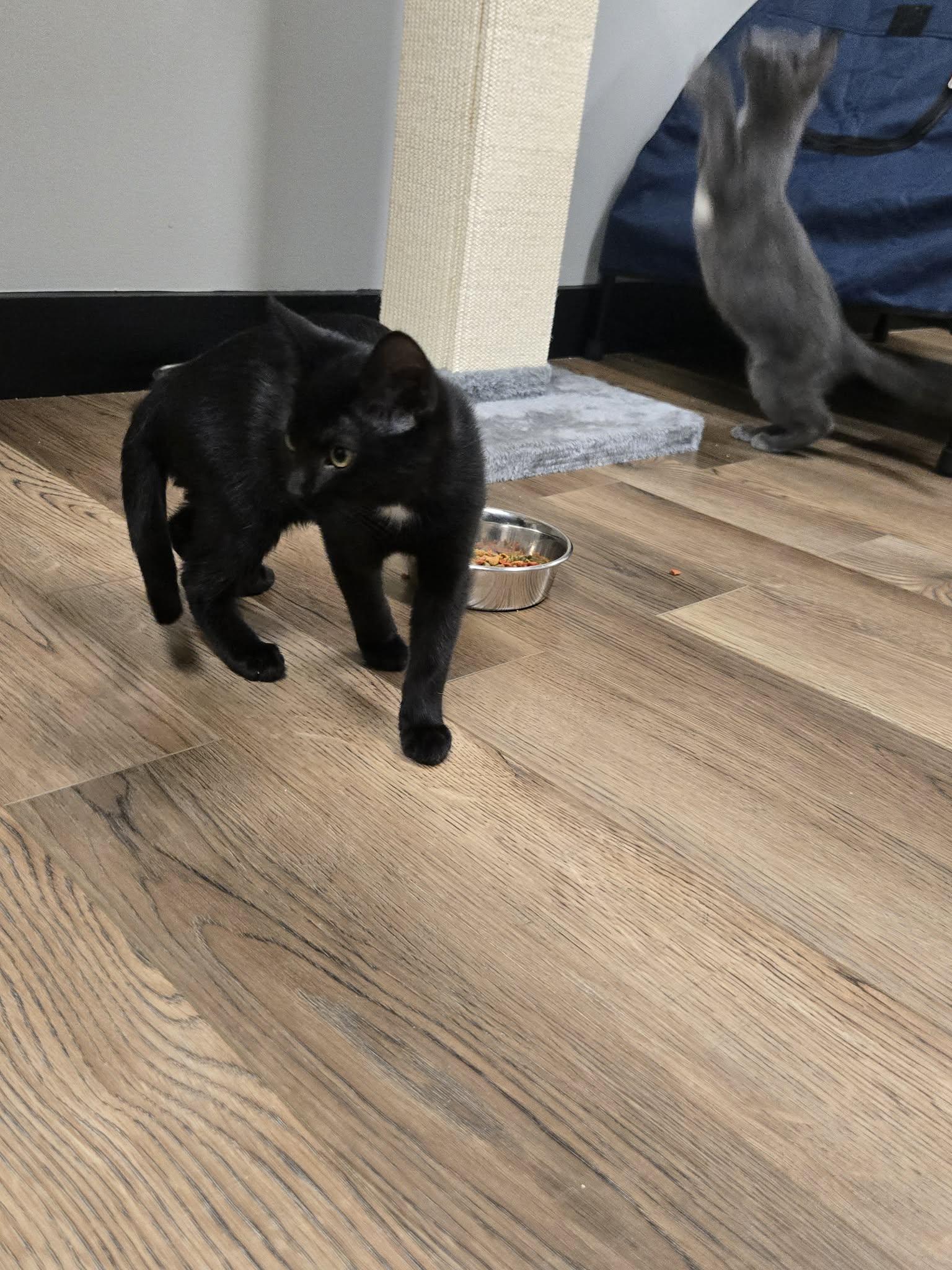 Enlarge Sometimes, a Adopted Domestic Short Hair in Richmond, KY image 3/4