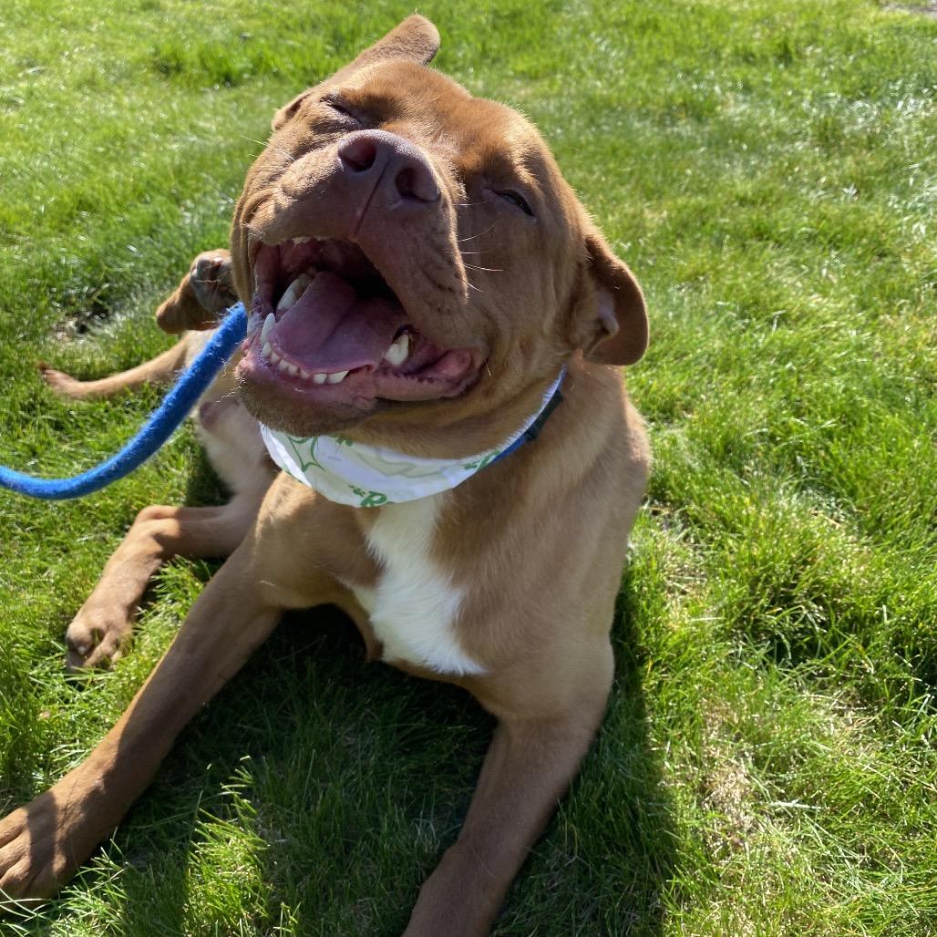 Homie, Adoptable, Adult Male Bull Terrier & Mixed Breed.