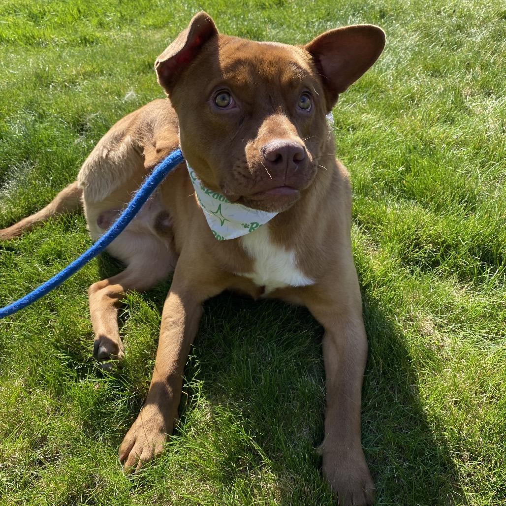 Enlarge Homie, a Adoptable mixed breed in Spokane, WA image 2/6