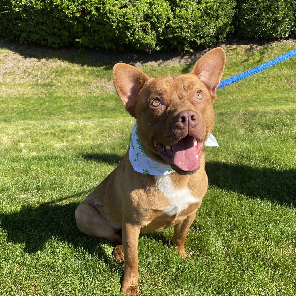 Enlarge Homie, a Adoptable mixed breed in Spokane, WA image 3/6