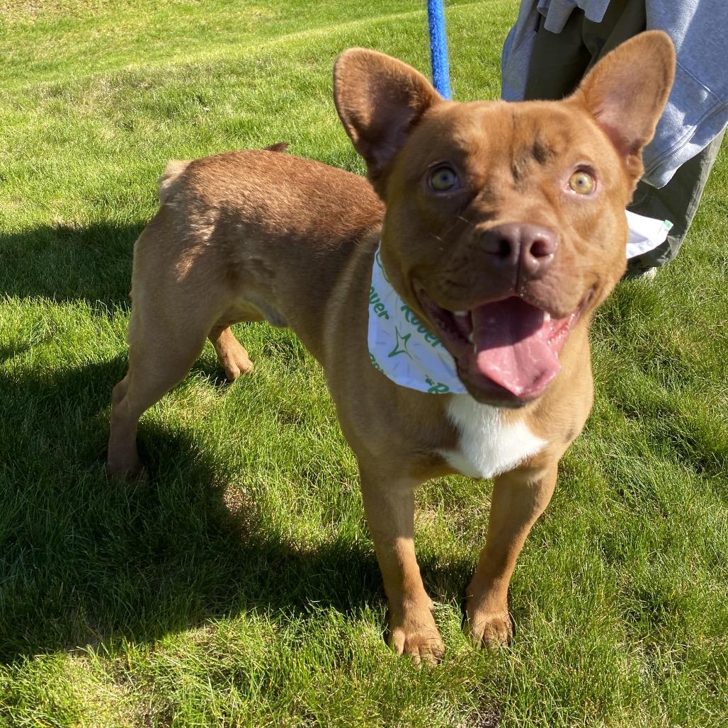 Enlarge Homie, a Adoptable mixed breed in Spokane, WA image 4/6