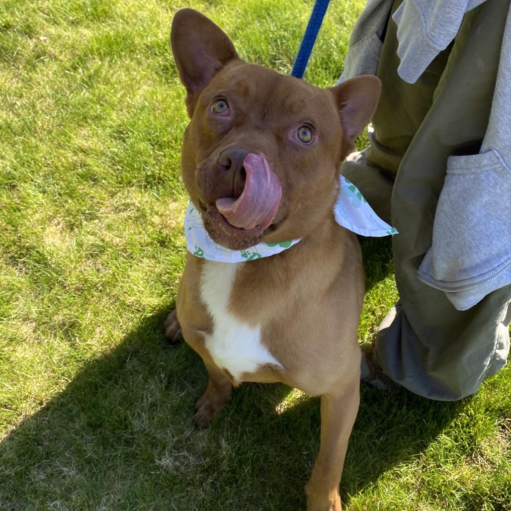 Enlarge Homie, a Adoptable mixed breed in Spokane, WA image 5/6