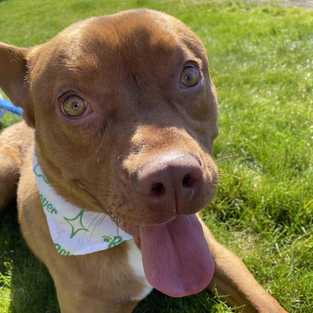 Enlarge Homie, a Adoptable mixed breed in Spokane, WA image 6/6