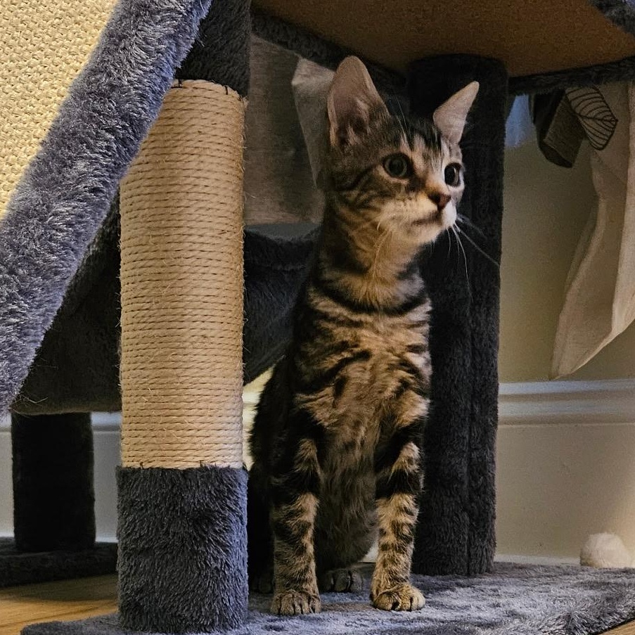 Enlarge Jimmy, an adopted Domestic Short Hair in Burlington, VT image 2/3