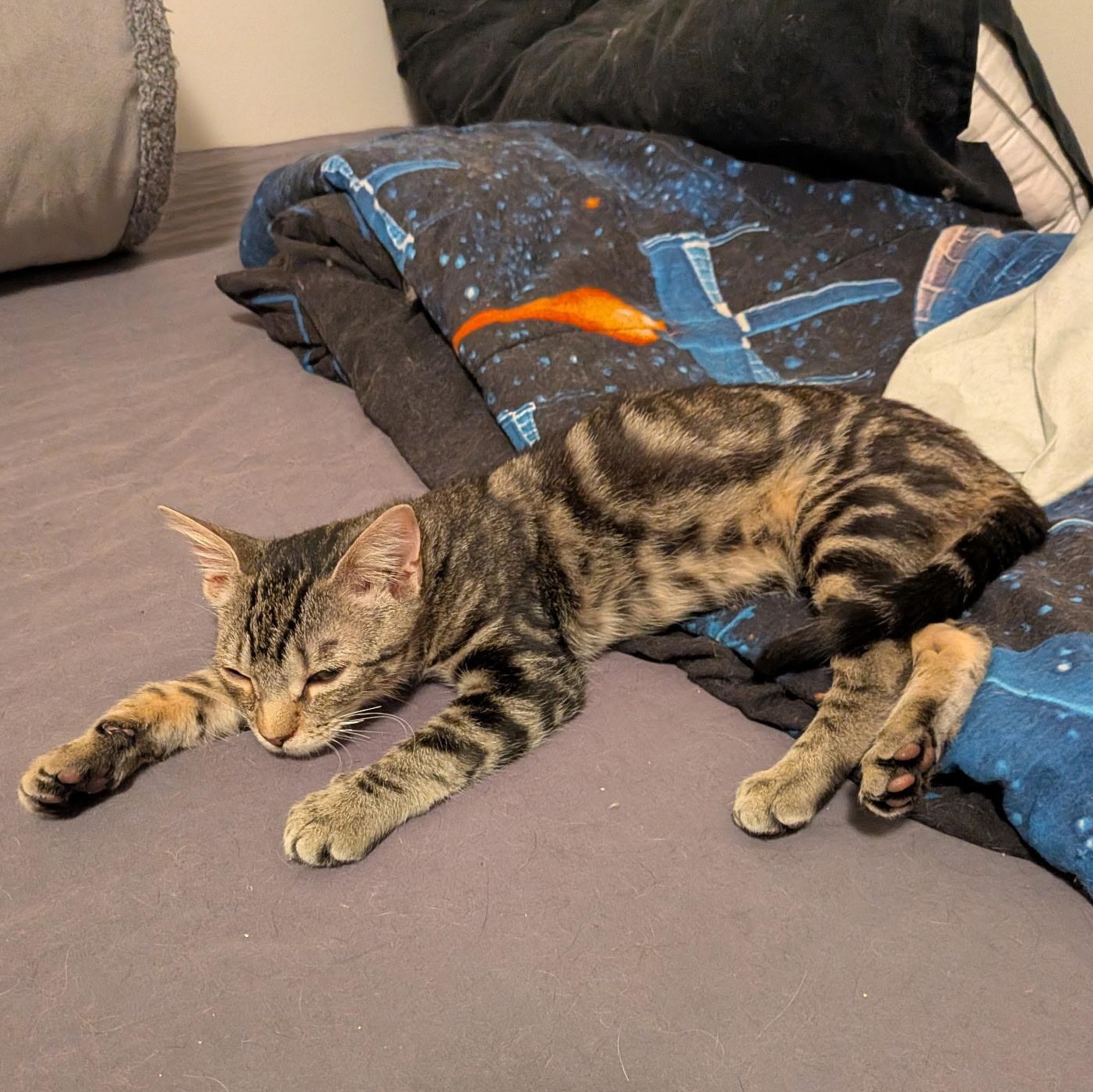 Enlarge Jimmy, an adopted Domestic Short Hair in Burlington, VT image 3/3