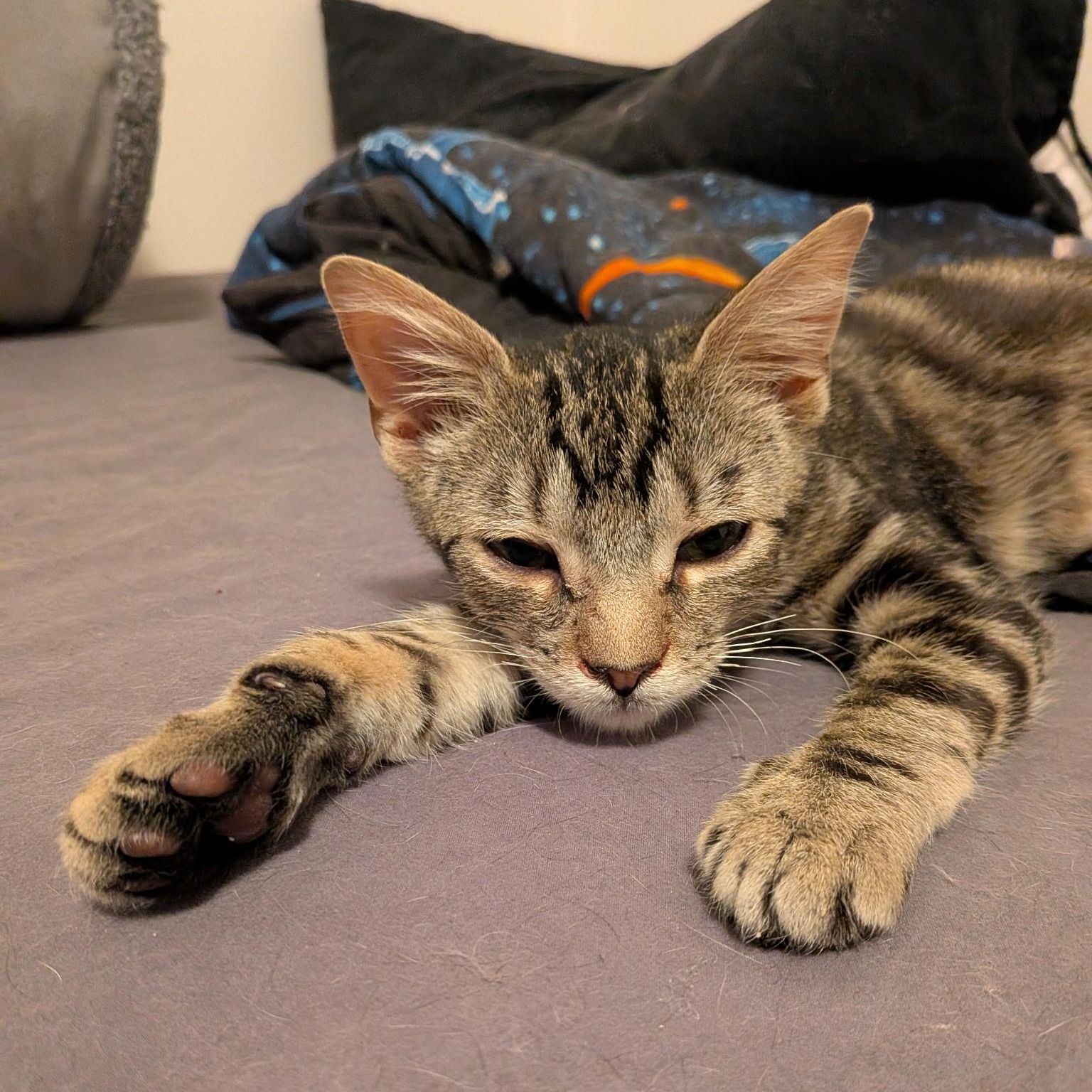 Jimmy, adopted, Kitten Male Domestic Short Hair.