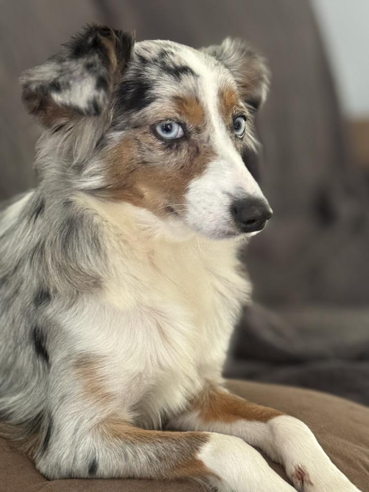 Brier, a Adoptable Australian Shepherd in Pulaski, TN image 1/3