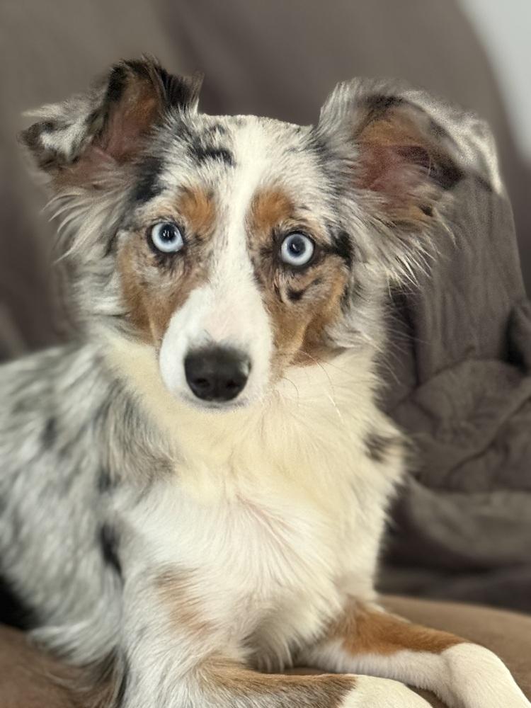 Brier, a Adoptable Australian Shepherd in Pulaski, TN image 2/3