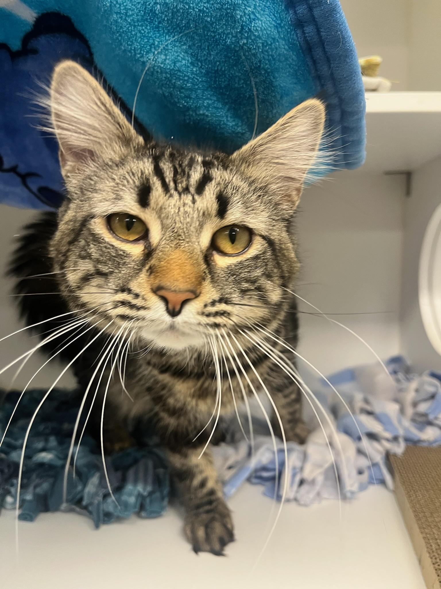 Bip (ID 49994/194), ADOPTABLE, Young Male Domestic Medium Hair.