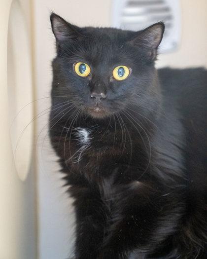 Enlarge Fatty, a Adoptable mixed breed in Pequot Lakes, MN image 1/2