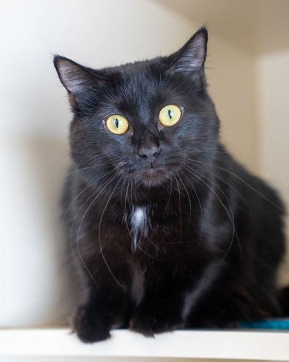 Enlarge Fatty, a Adoptable mixed breed in Pequot Lakes, MN image 2/2