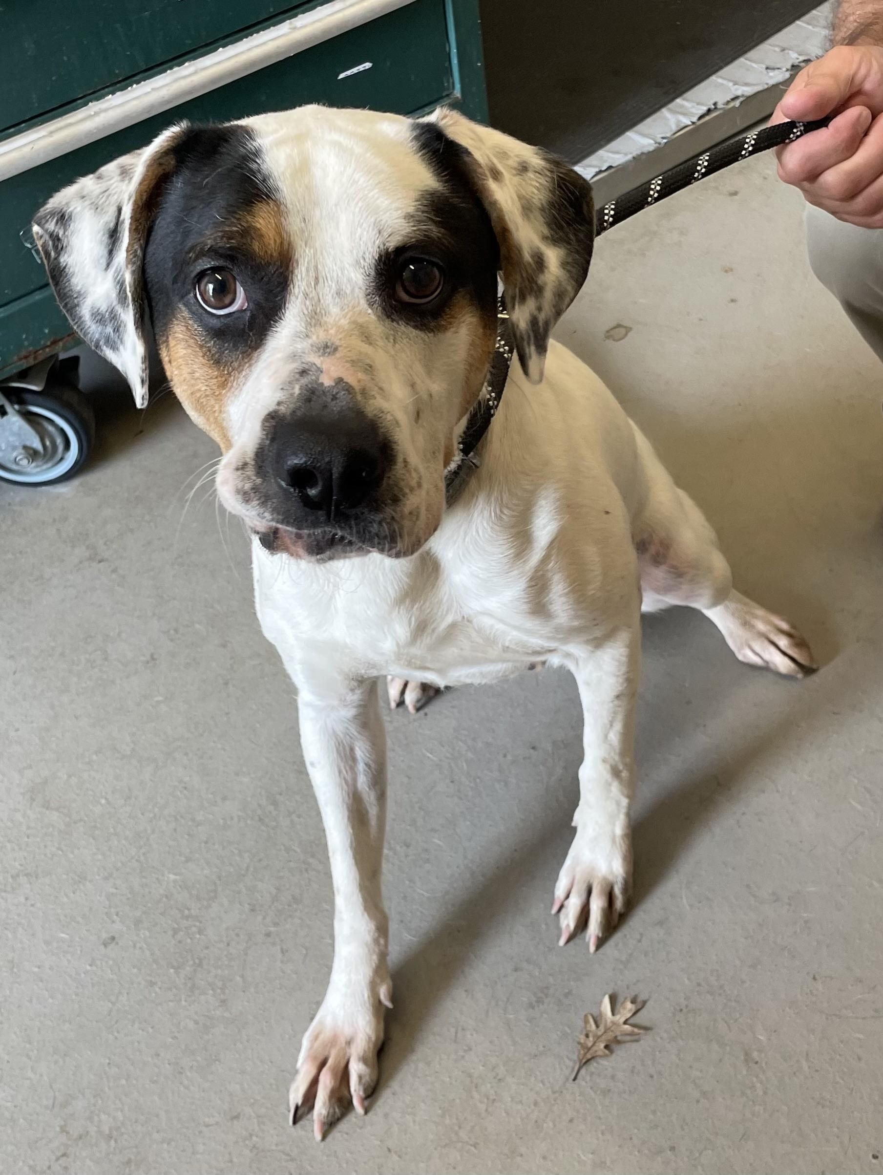 Chance PULLED BY TRI C, ADOPTABLE, Young Male Hound.