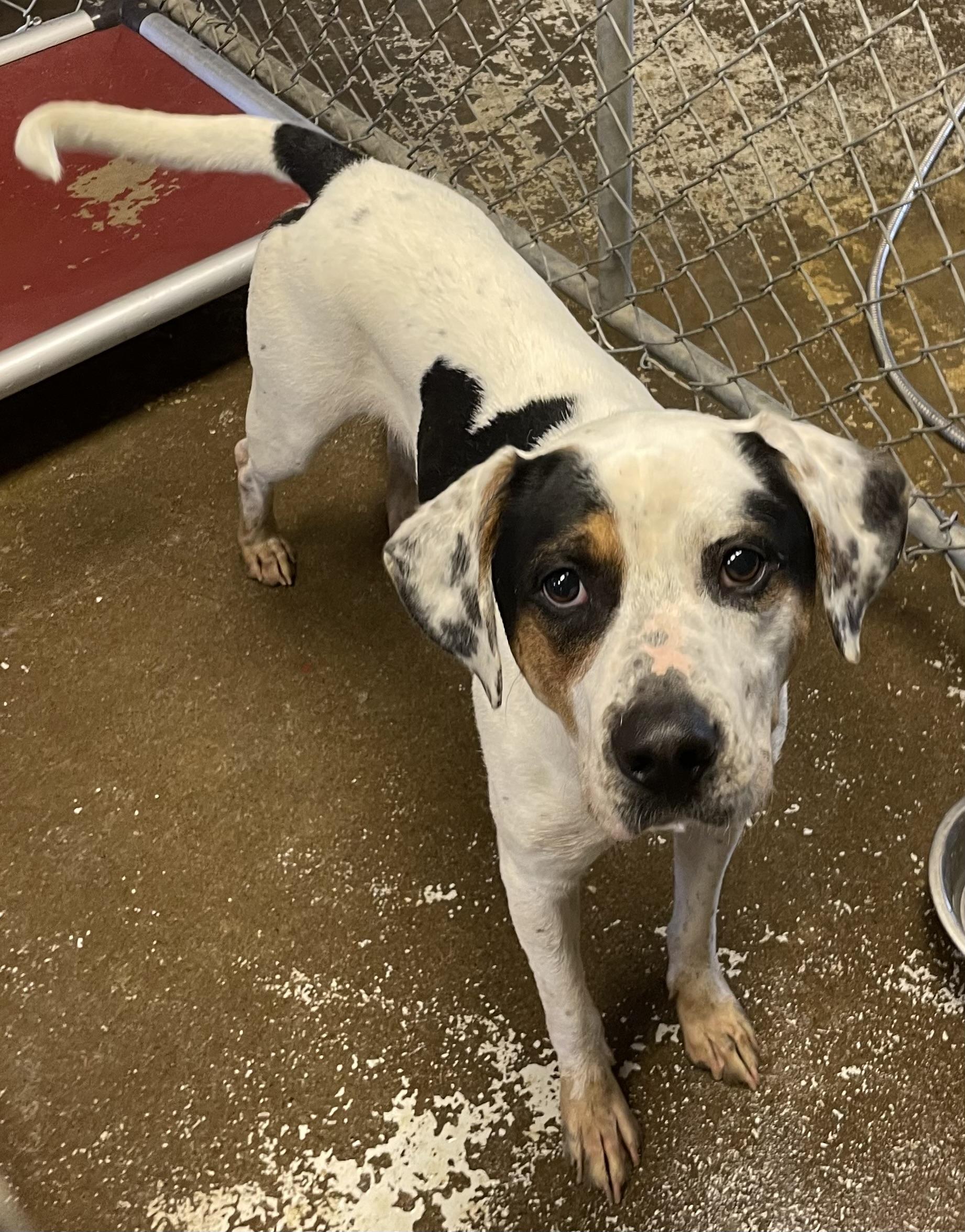 Chance PULLED BY TRI C, a ADOPTABLE mixed breed in Canton, OH image 2/2