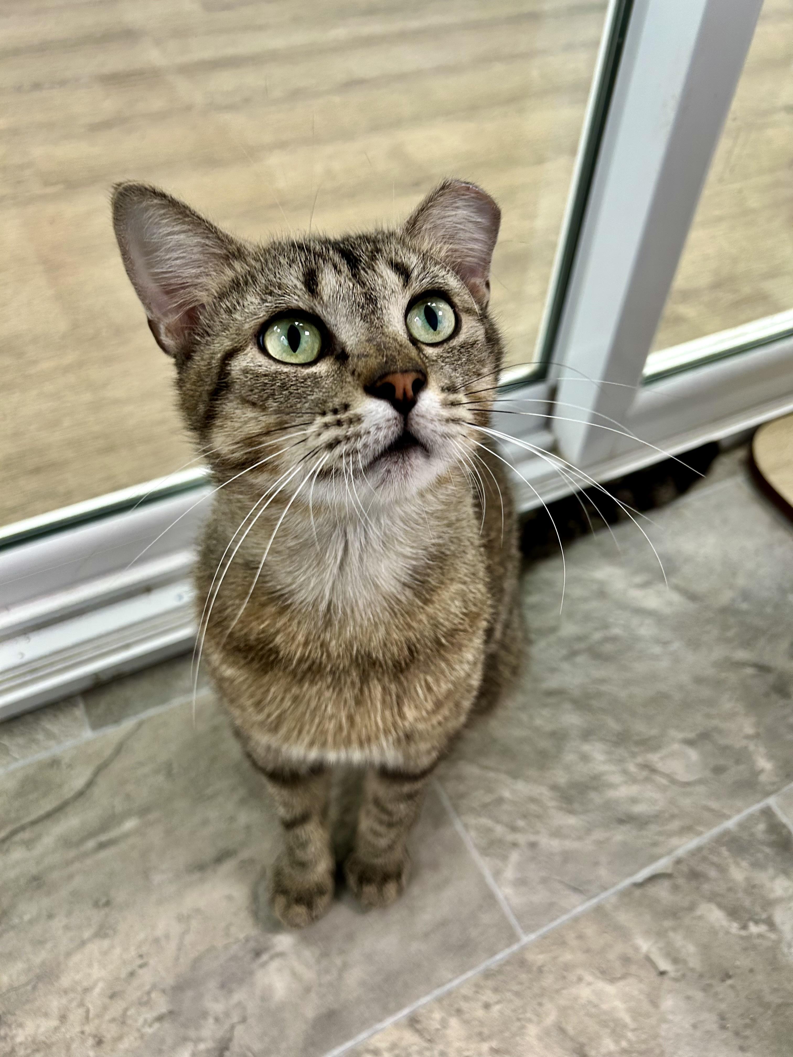 Henry, a ADOPTABLE Tabby in Grand Rapids, MI image 6/6