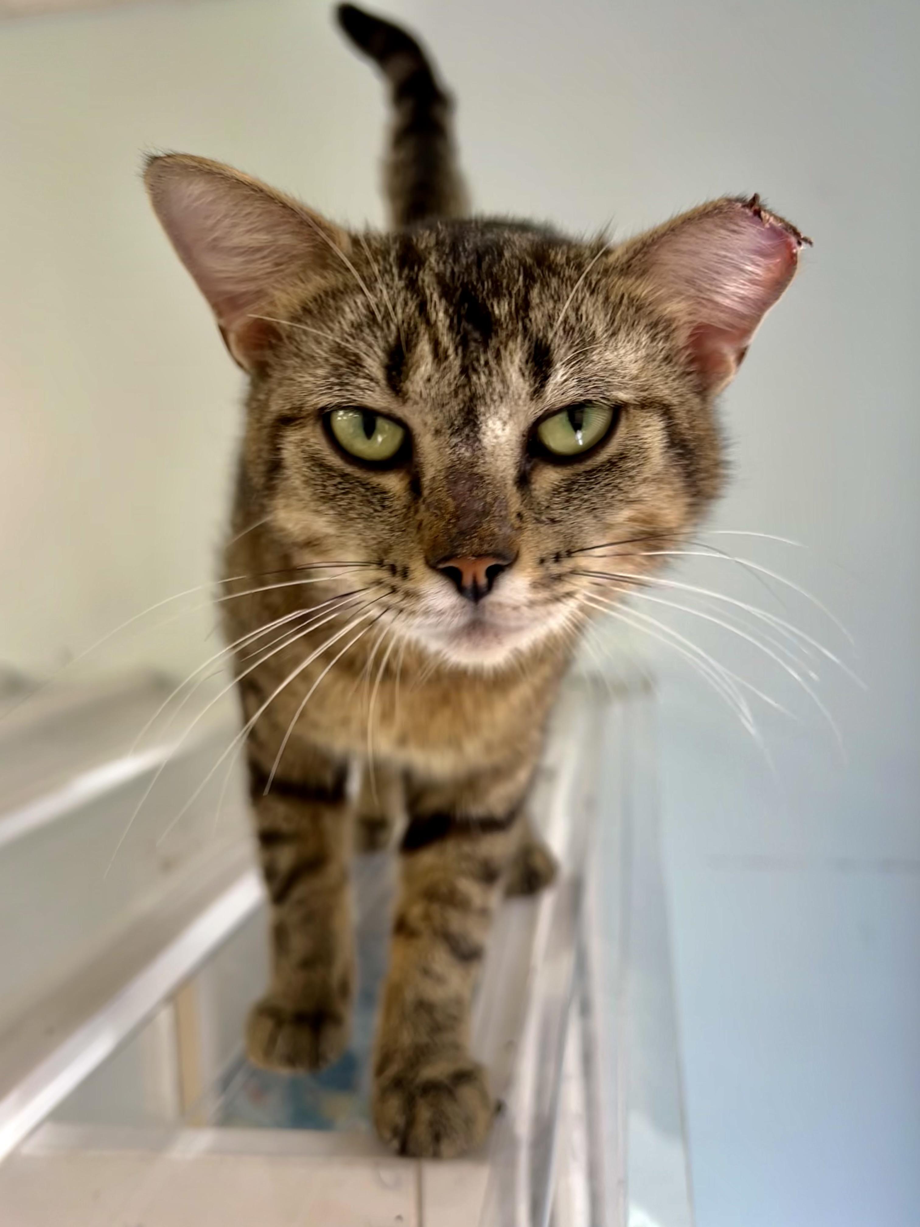 Henry, a ADOPTABLE Tabby in Grand Rapids, MI image 4/6