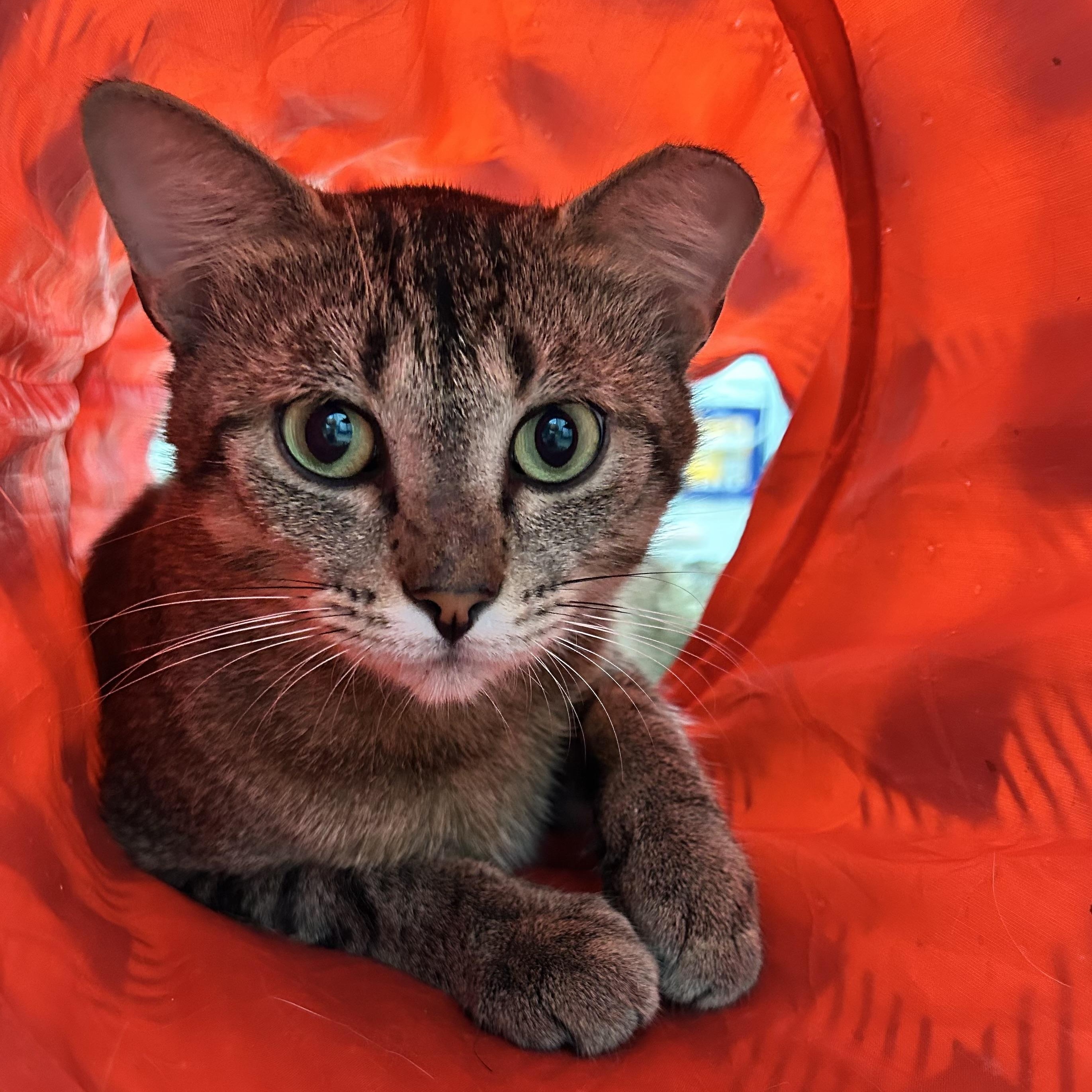 Henry, a ADOPTABLE Tabby in Grand Rapids, MI image 1/6