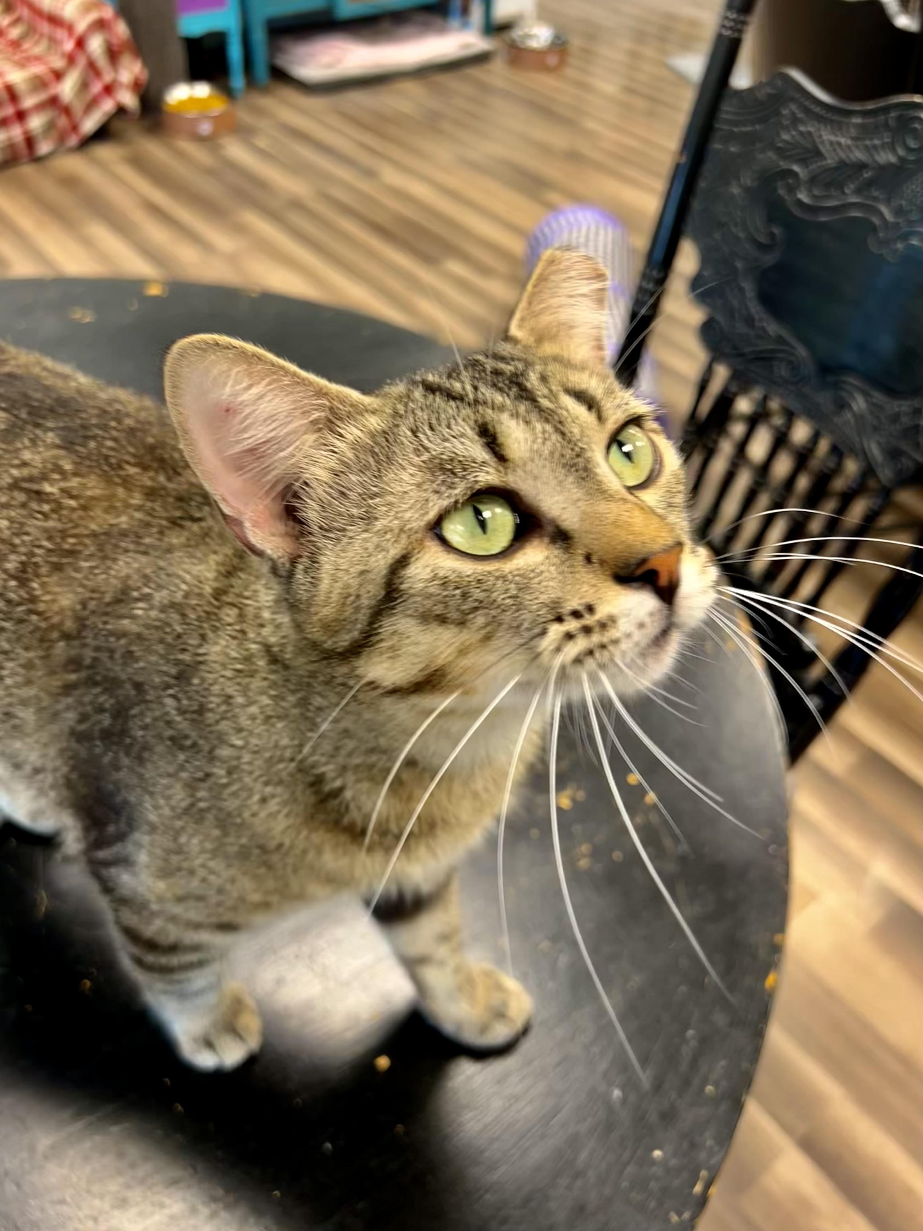 Enlarge Henry - CHOW HOUND - ADOPTION PENDING, a Adoptable Tabby in Grand Rapids, MI image 5/6