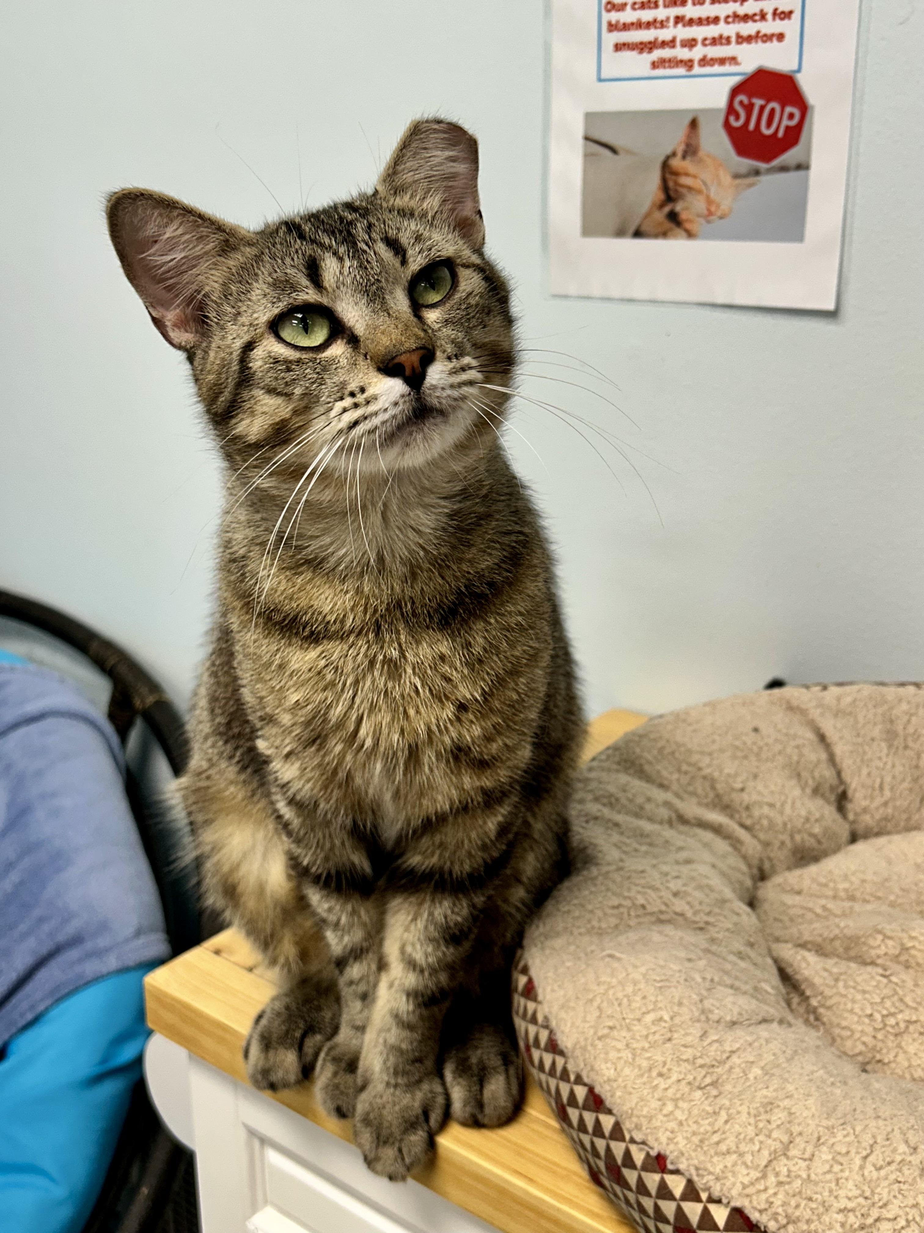 Enlarge Henry - CHOW HOUND - ADOPTION PENDING, a Adoptable Tabby in Grand Rapids, MI image 6/6